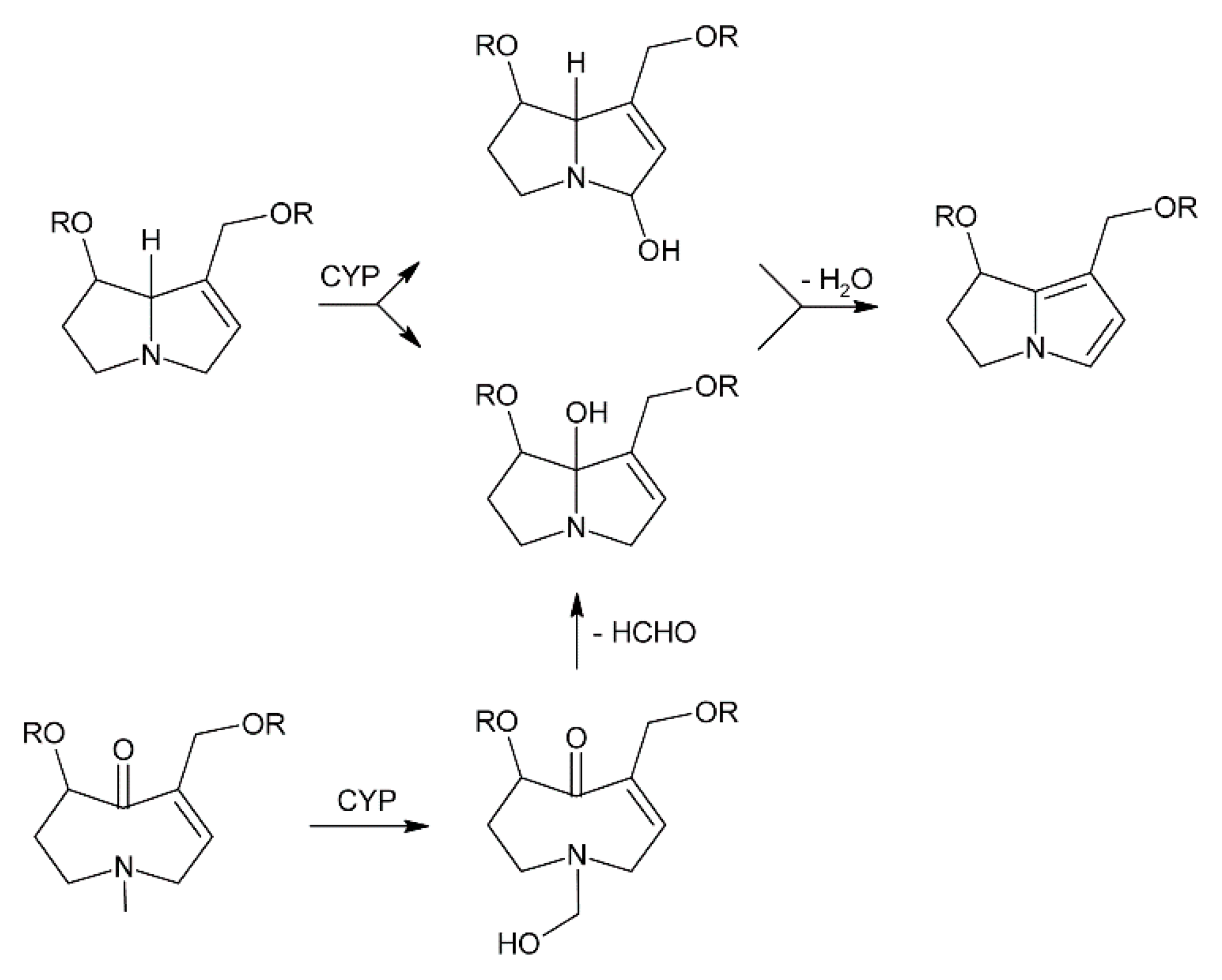 Molecules Free Full Text Pyrrolizidine Alkaloids - 