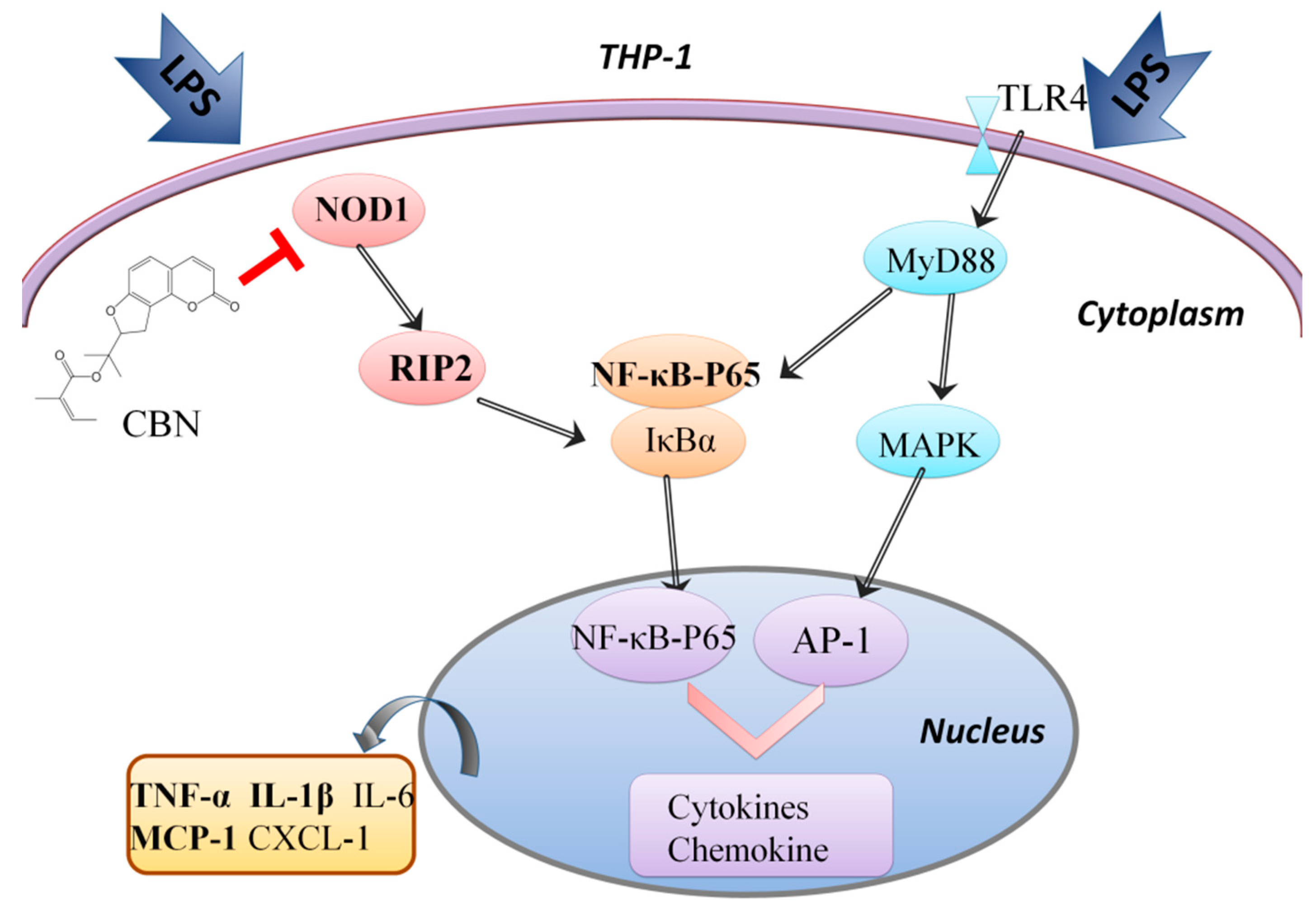Molecules | Free Full-Text | Columbianadin Suppresses Lipopolysaccharide ( LPS)-Induced Inflammation and Apoptosis through the NOD1 Pathway | HTML