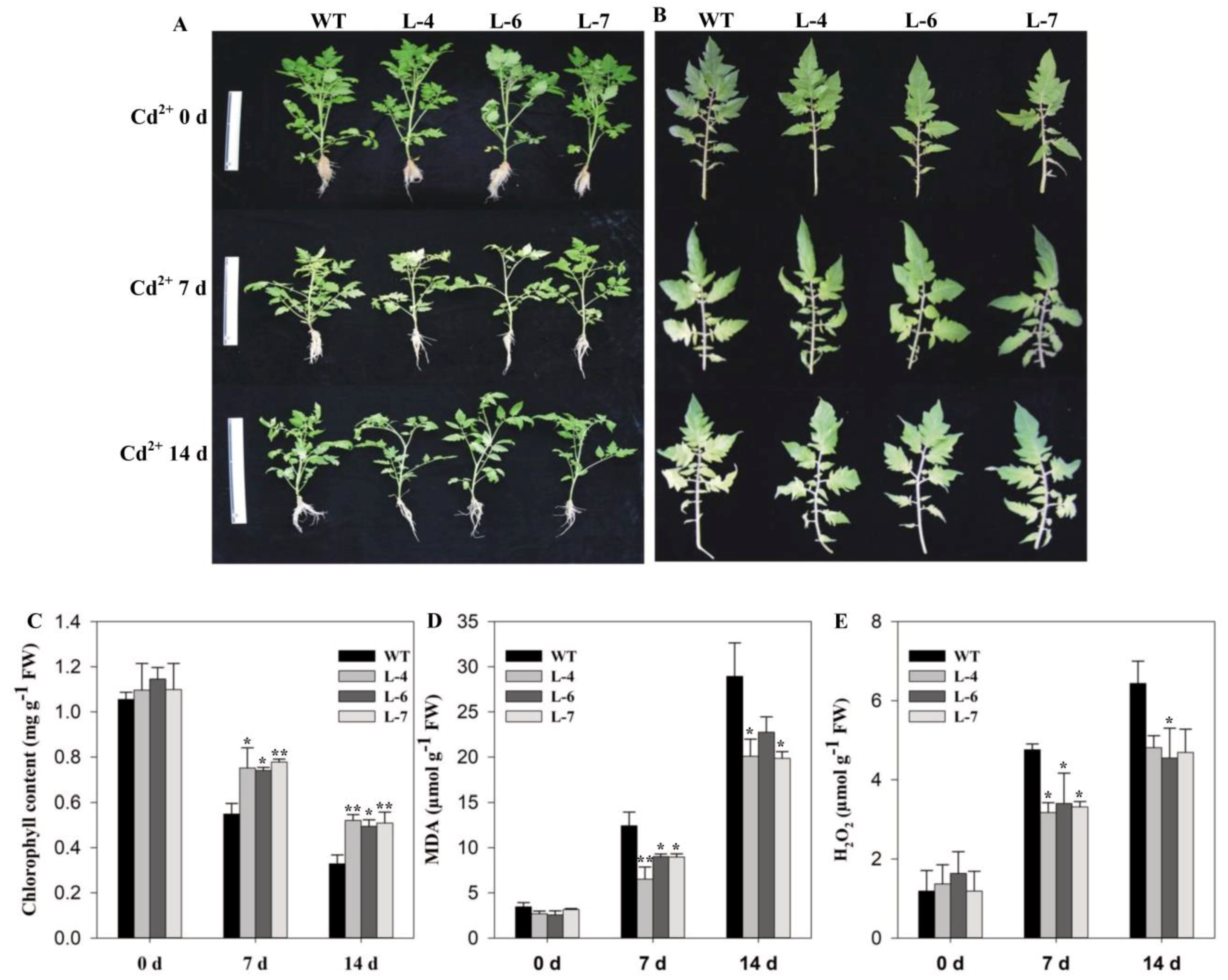 Molecules 24 00556 g004