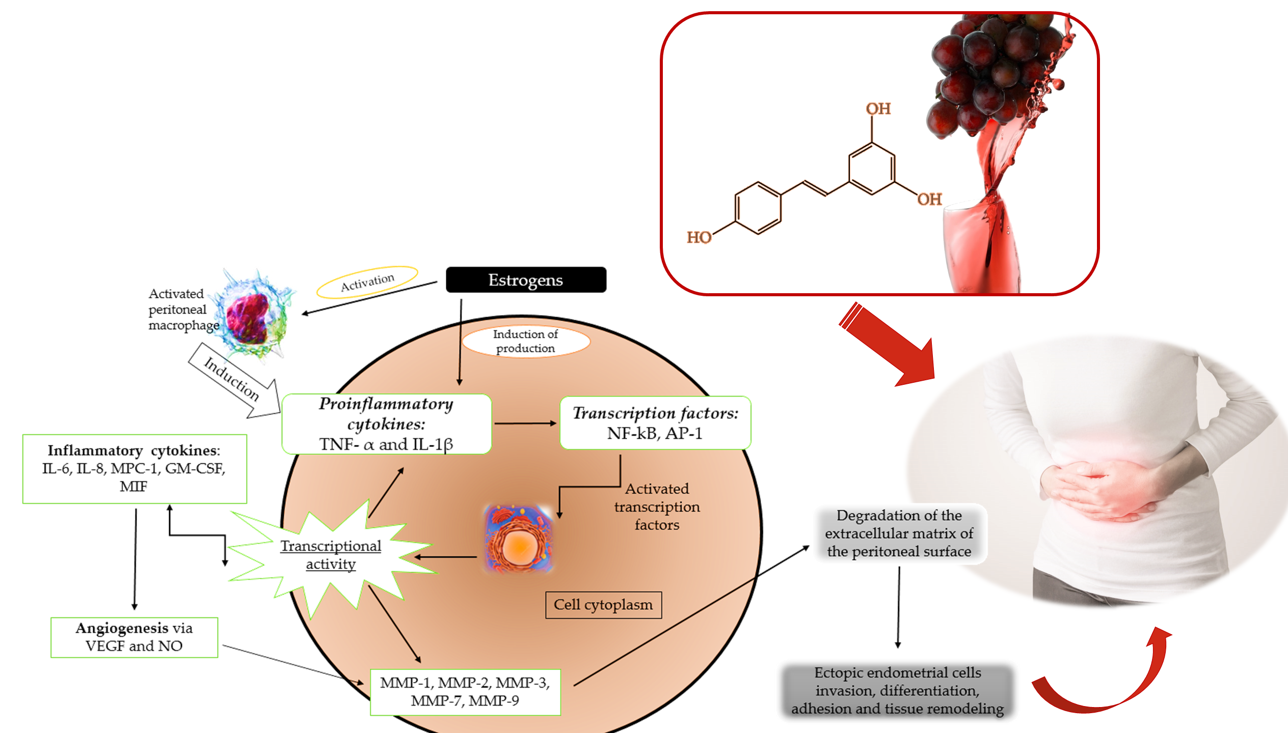 Molecules Free Full Text Therapeutic Approaches Of Resveratrol On Endometriosis Via Anti Inflammatory And Anti Angiogenic Pathways Html