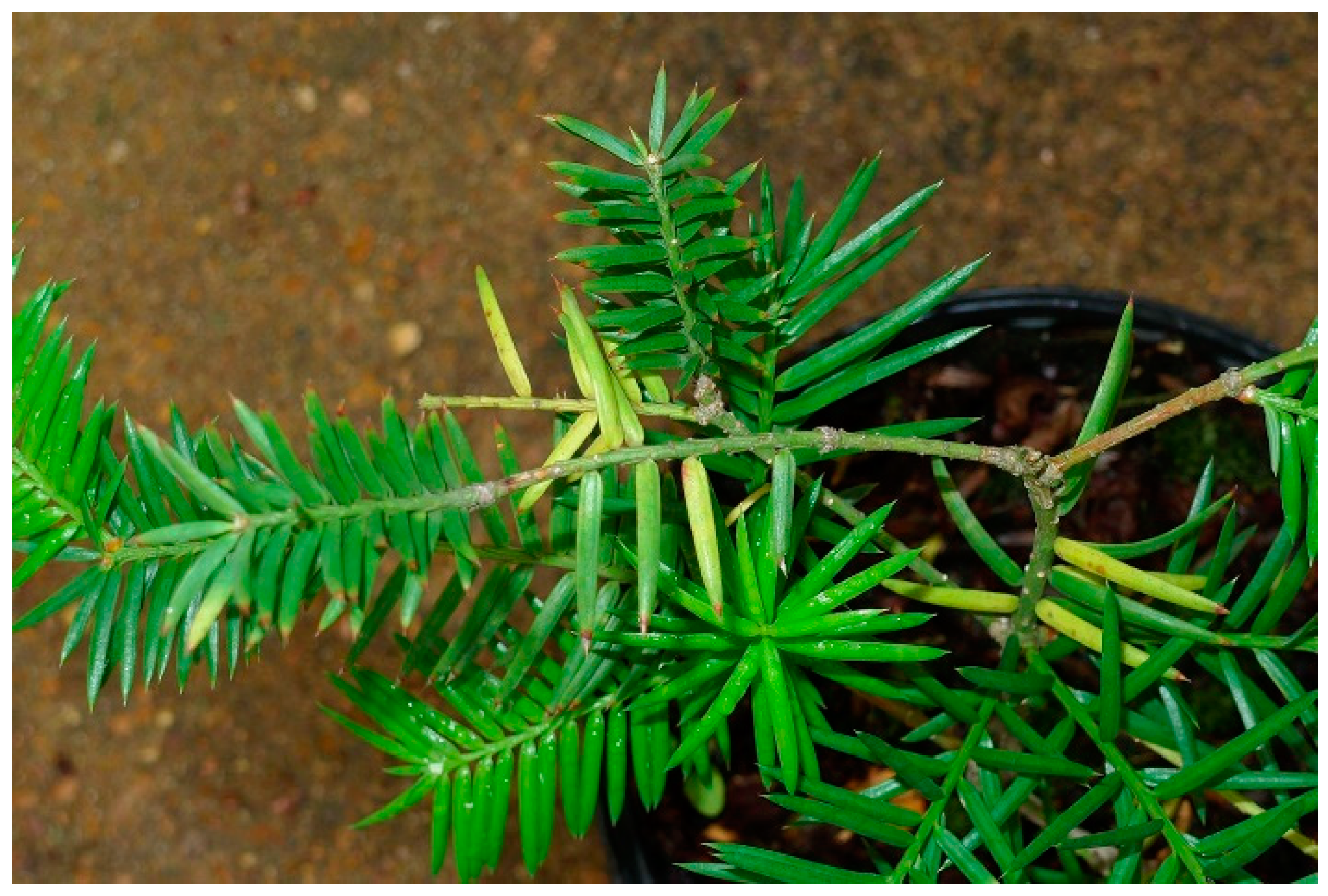 Molecules 24 00777 g001