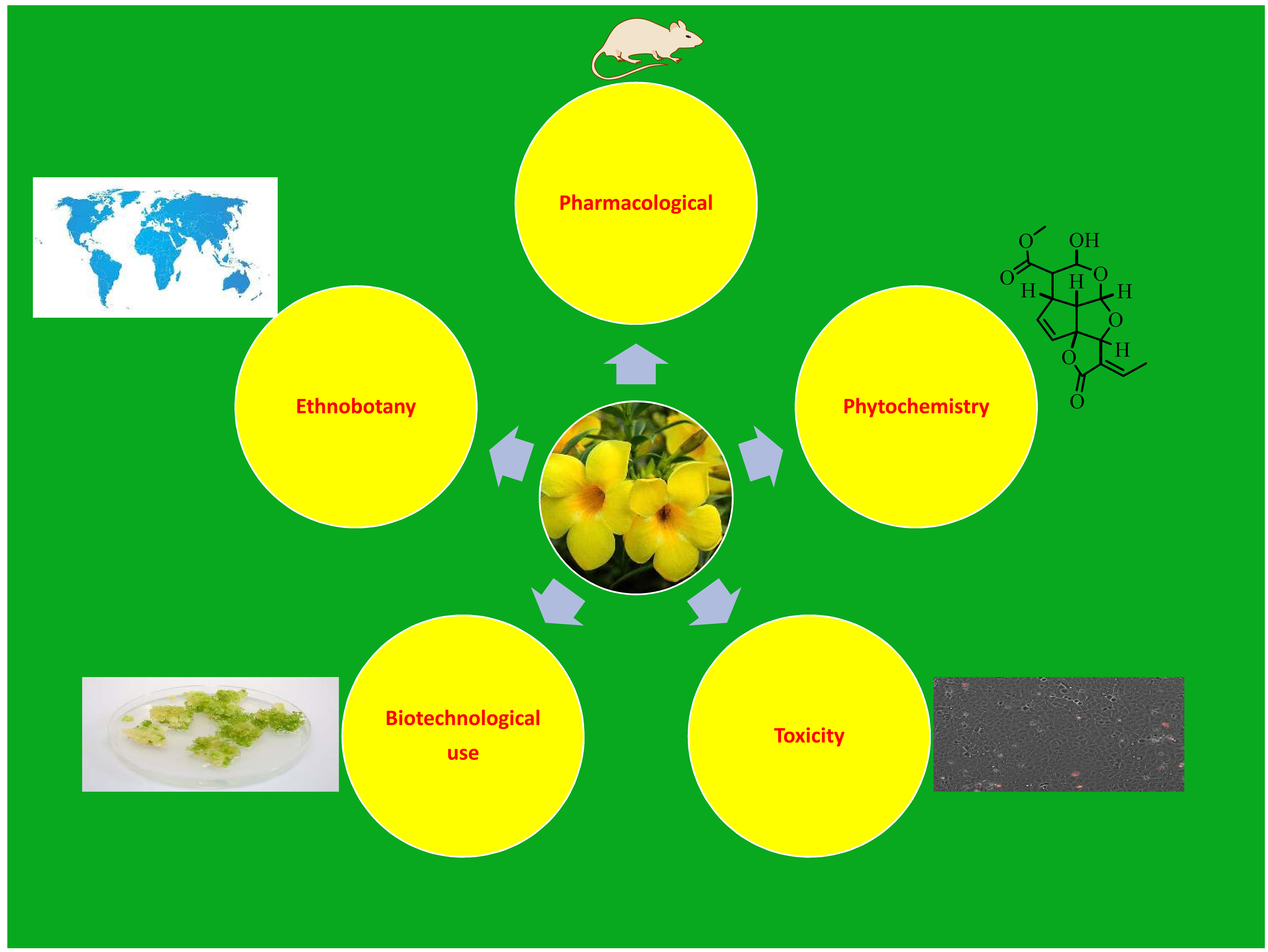 Molecules Free Full Text Allamanda Cathartica A Review Of The Phytochemistry Pharmacology Toxicology And Biotechnology Html