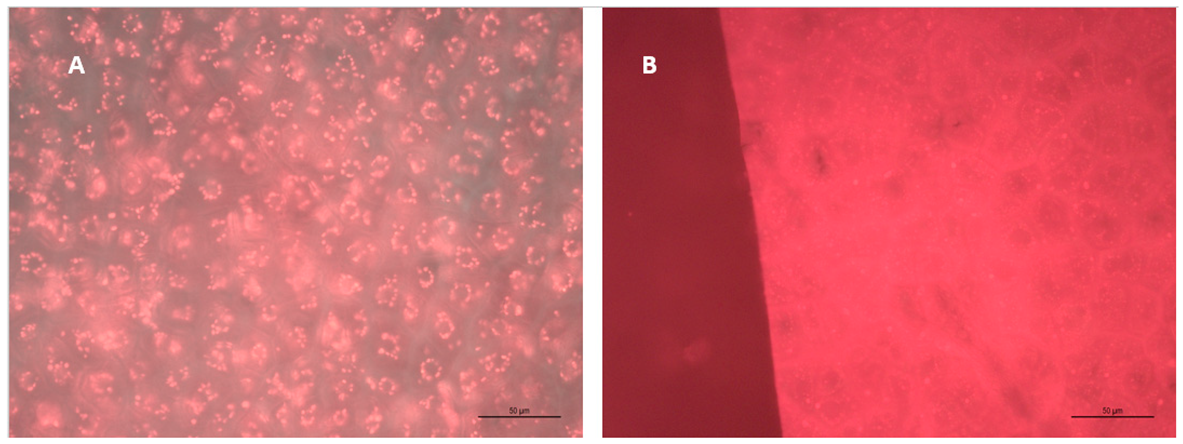 Molecules 24 01275 g005