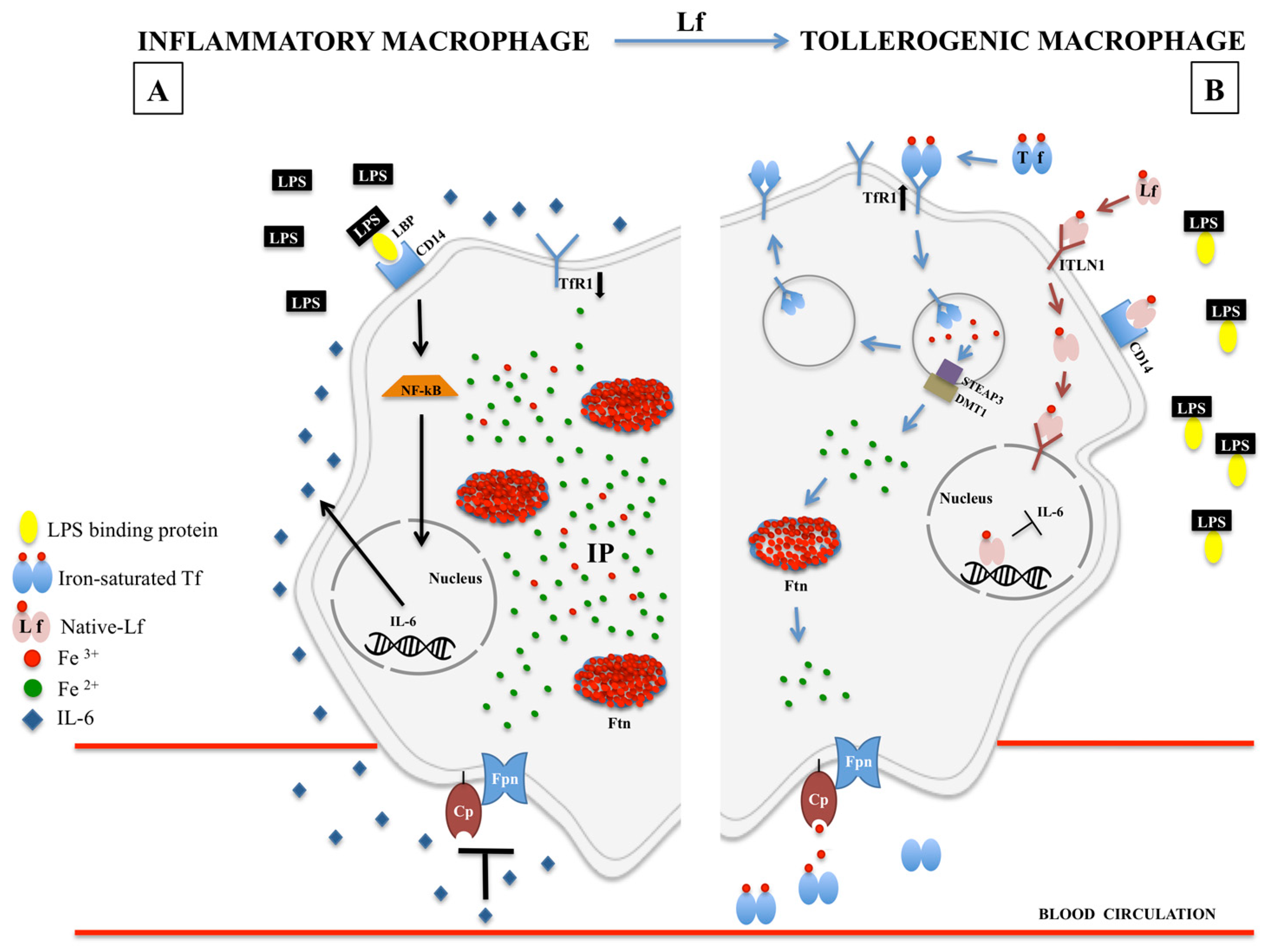 Molecules | Free Full-Text | Lactoferrin in Aseptic and Septic Inflammation  | HTML