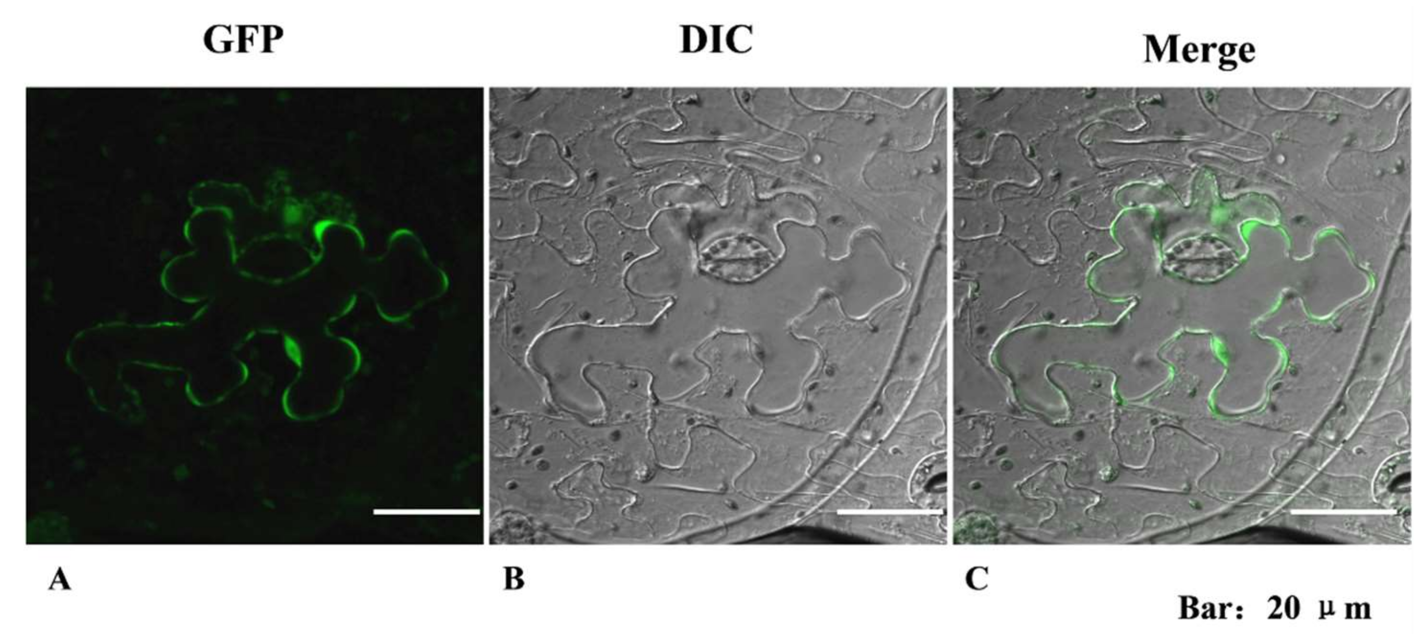 Molecules 24 01514 g006