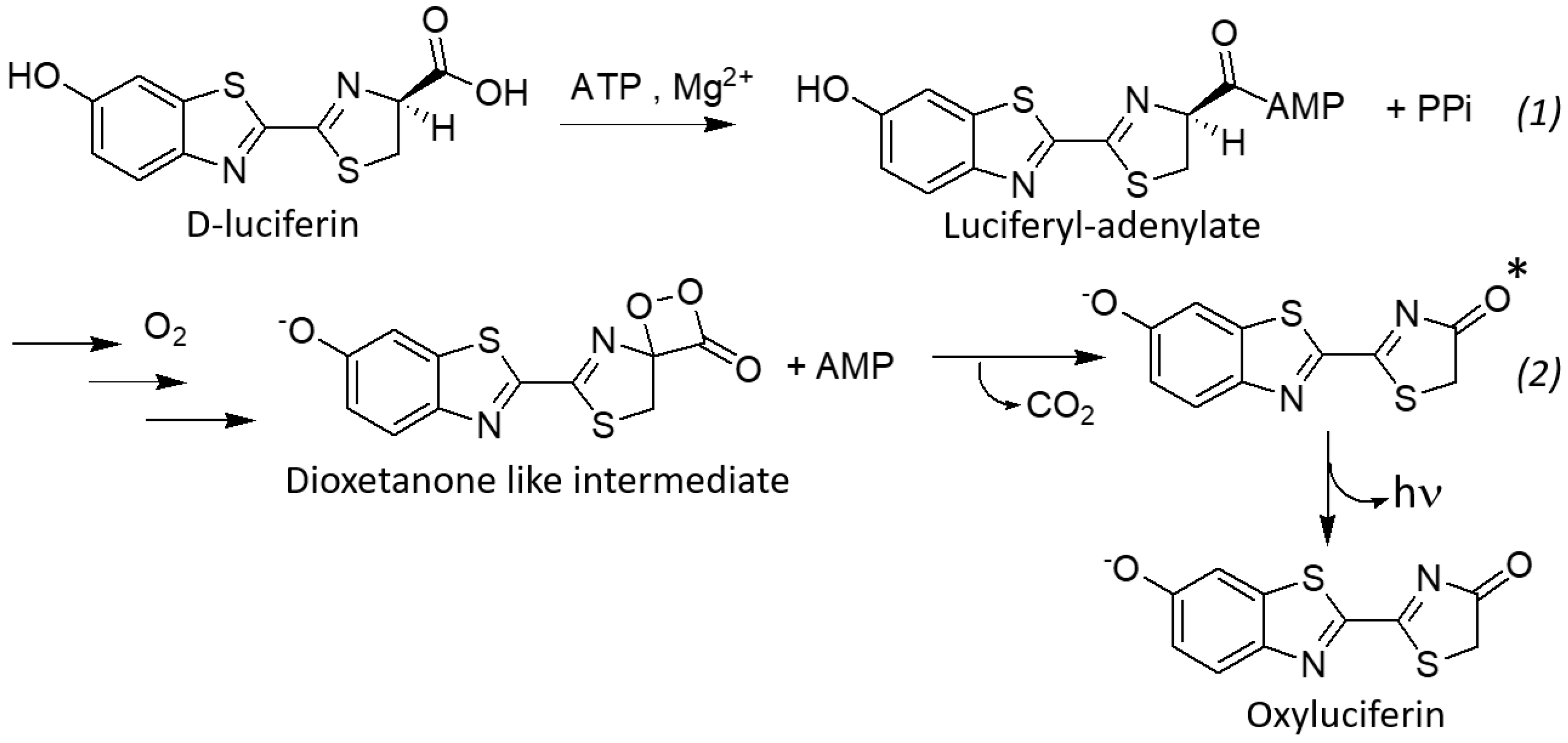 Molecules 24 01565 sch001