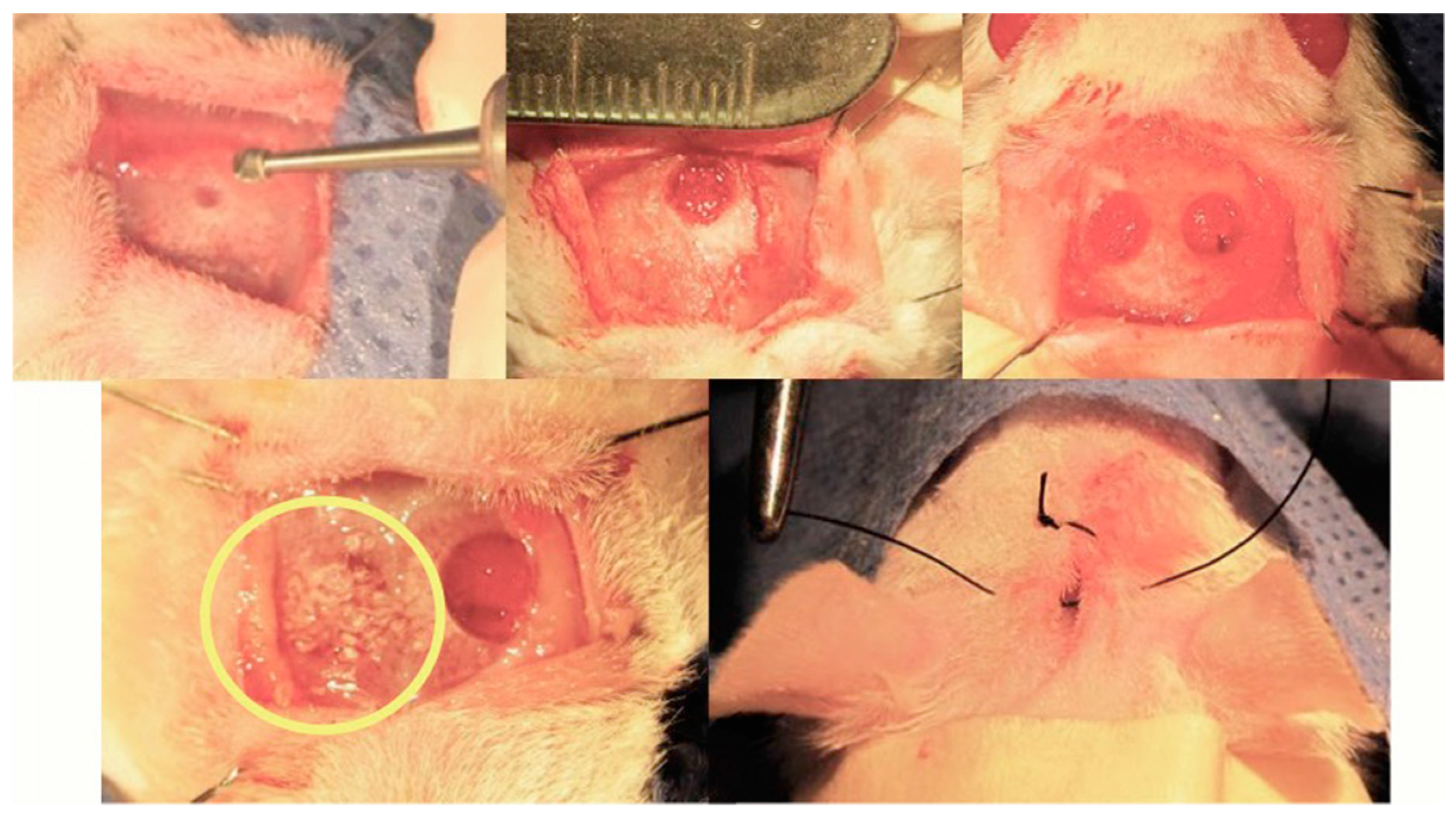 Molecules 24 01660 g010