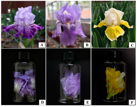 Tall Bearded Iris (Iris 'Iced') in the Irises Database 