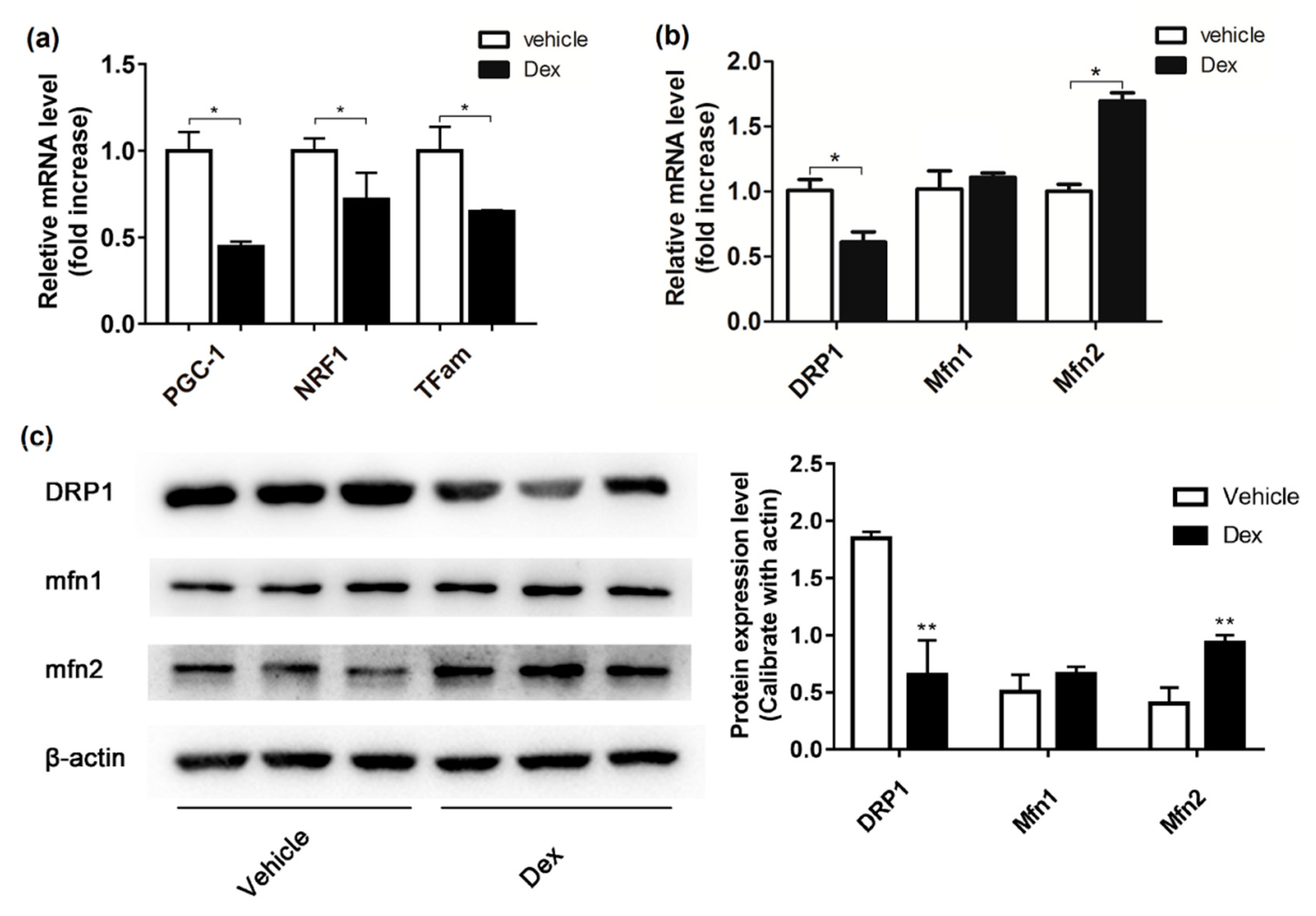 Molecules | Free Full-Text | Dexamethasone-Induced Mitochondrial ...