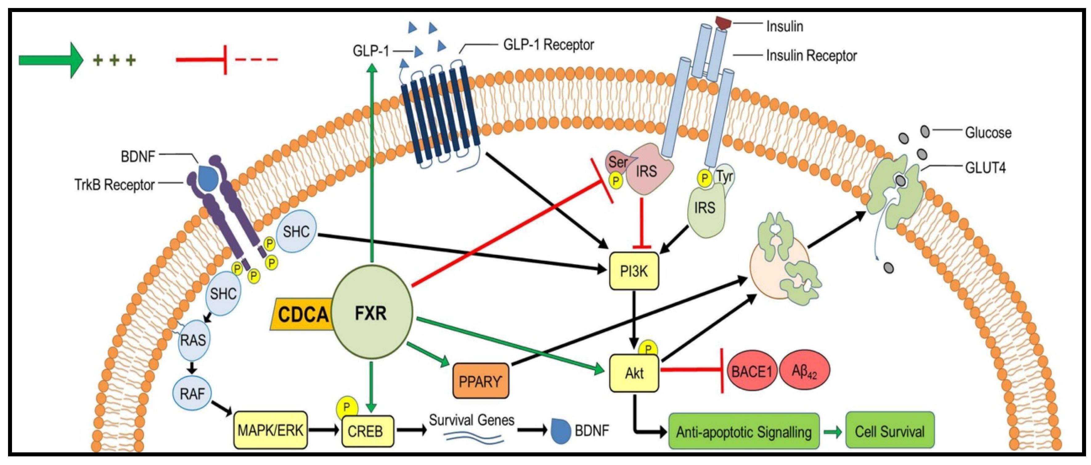 Molecules 24 01992 g007 Molecules 24 01992 g007