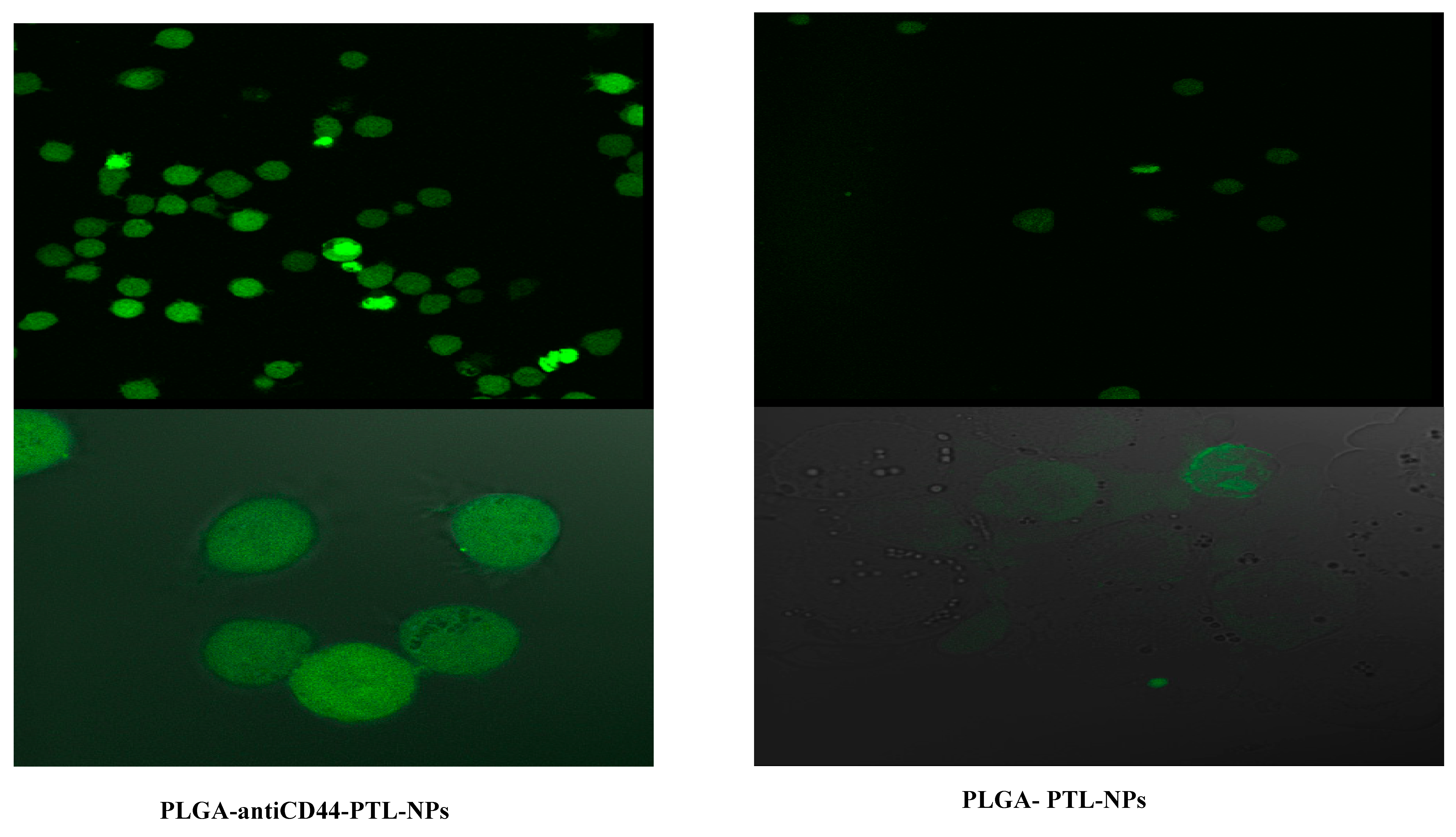 Molecules 24 02103 g006