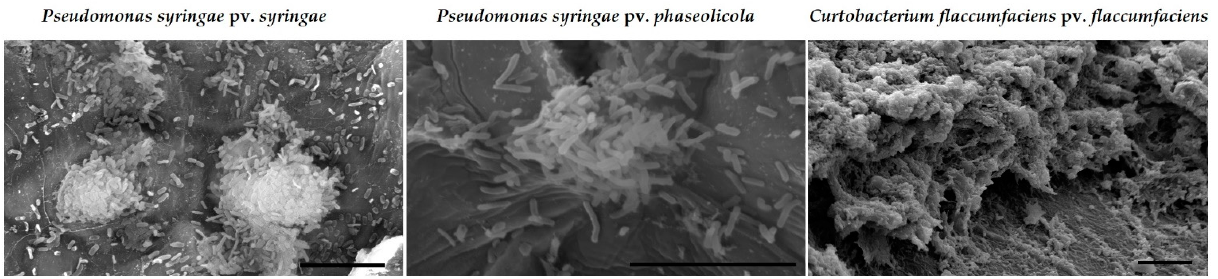 Molecules 24 02312 g003