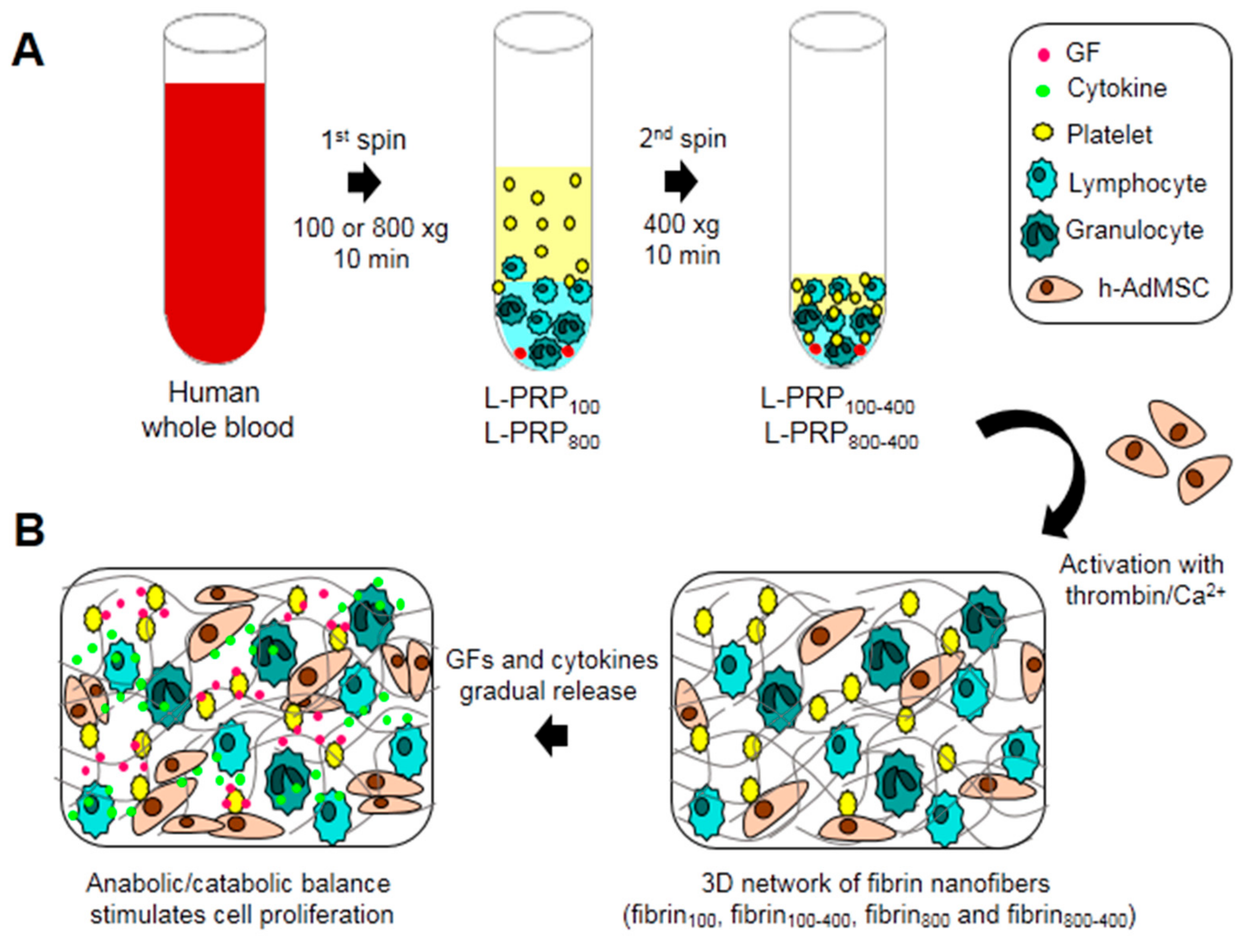 Molecules Free Full Text Centrifugation Conditions In The L Prp Preparation Affect Soluble Factors Release And Mesenchymal Stem Cell Proliferation In Fibrin Nanofibers Html