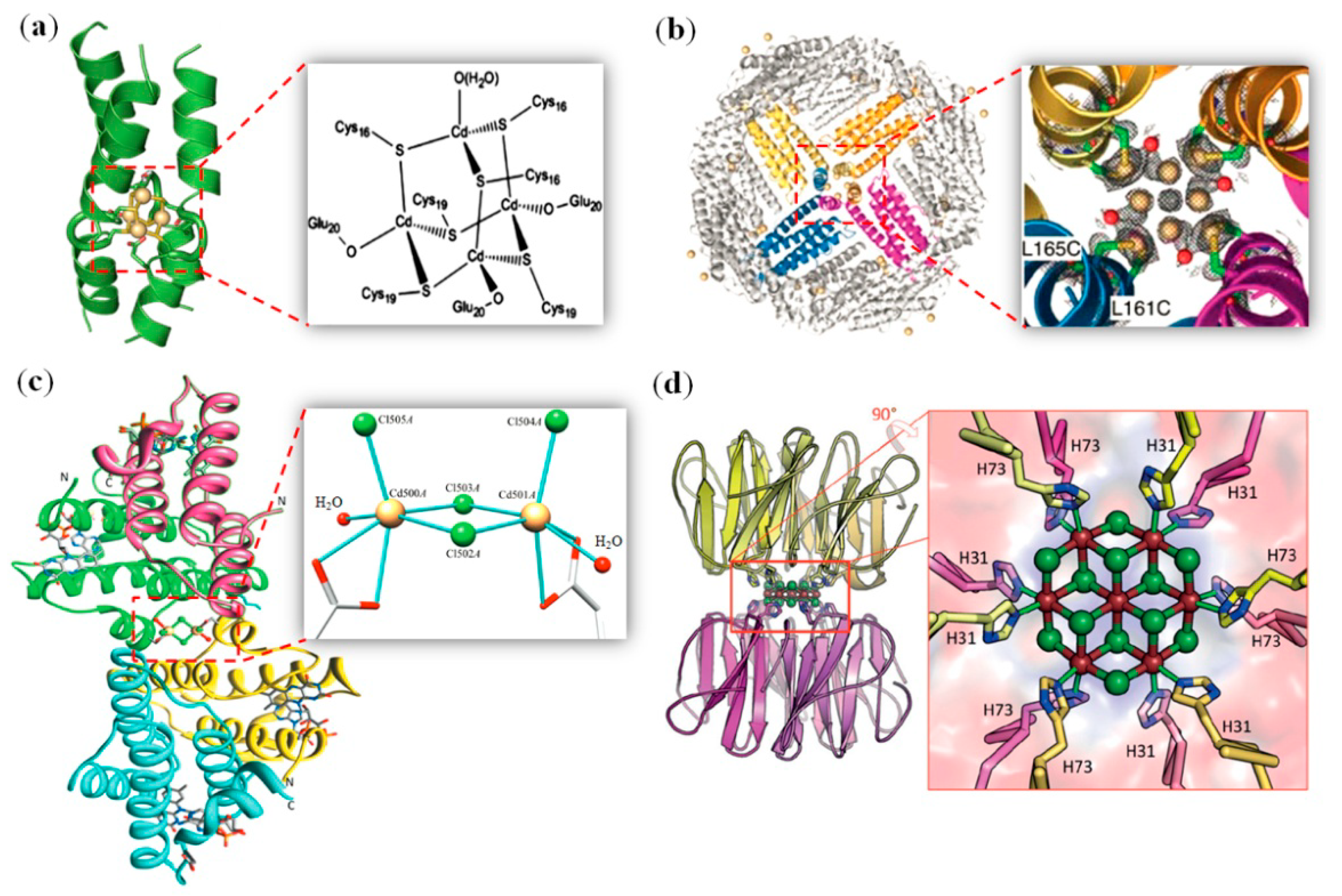 Molecules | Free Full-Text | Rational Design of Artificial Metalloproteins  and Metalloenzymes with Metal Clusters | HTML