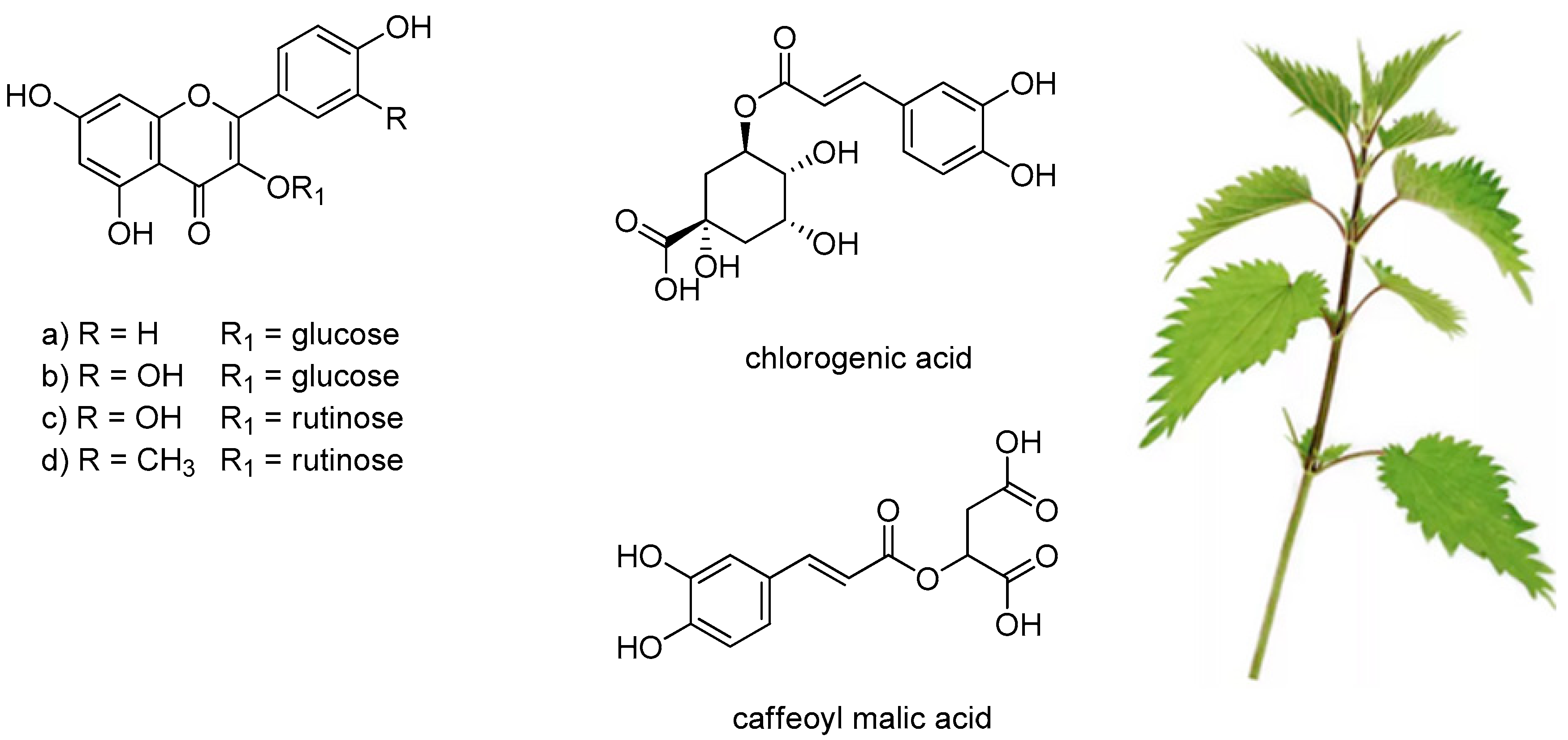 Molecules Free Full Text Therapeutic Perspectives Of Molecules From Urtica Dioica Extracts For Cancer Treatment Html