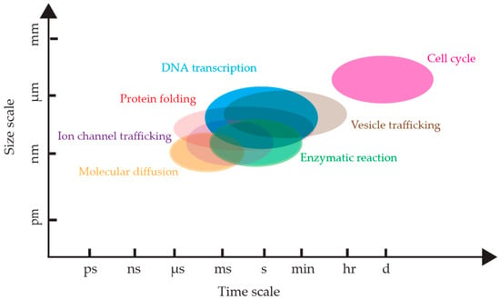 Target shape samples and size distribution of MSD and synapse