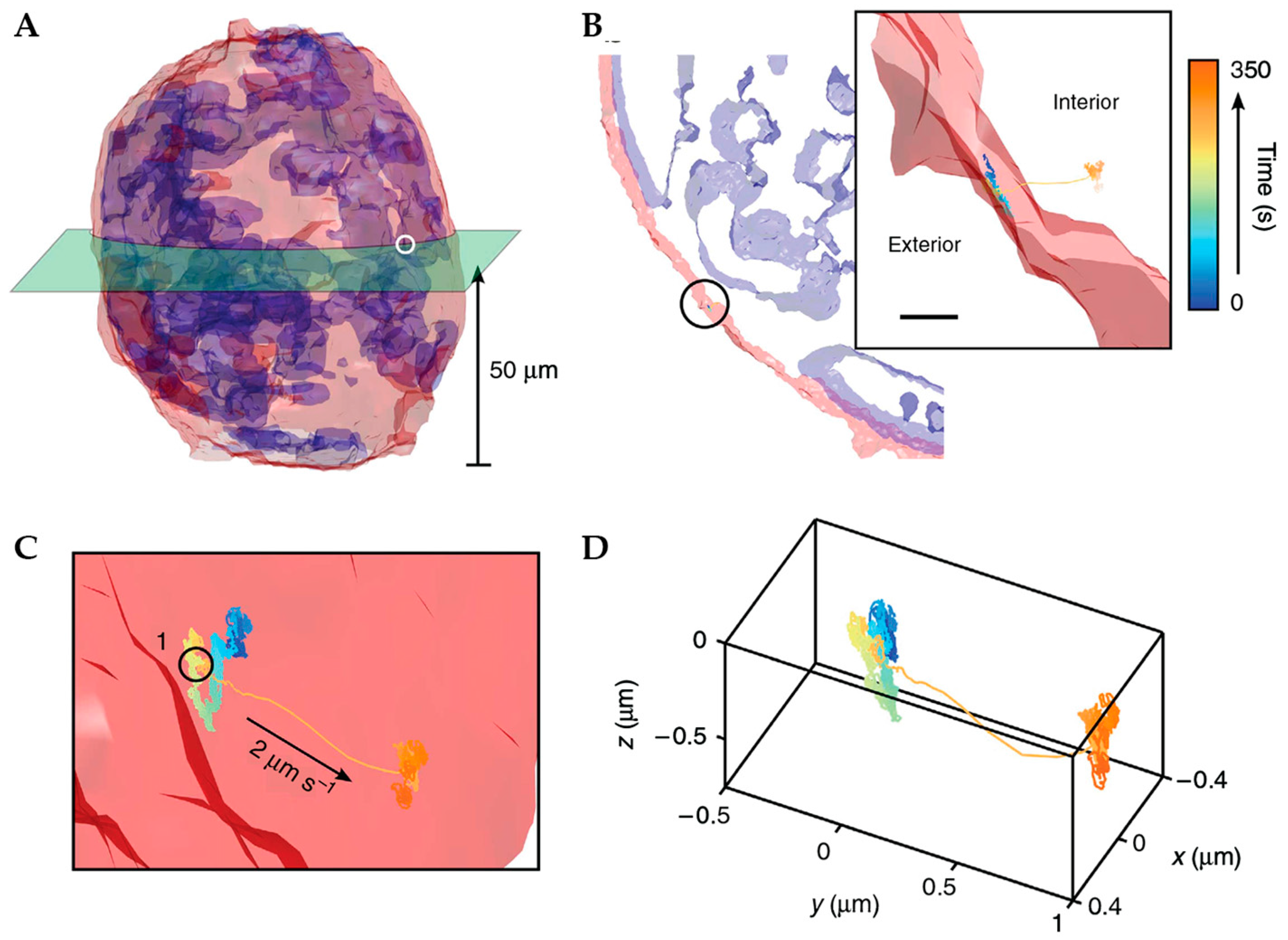 A Protocol for Real-time 3D Single Particle Tracking