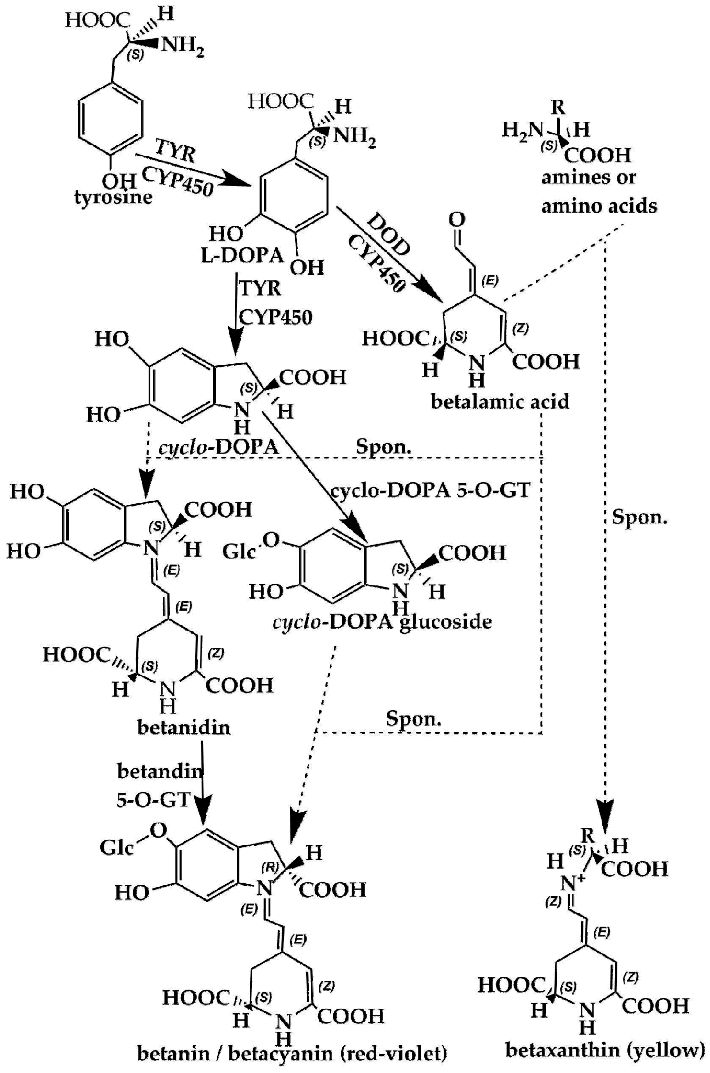 Molecules 24 03078 g004