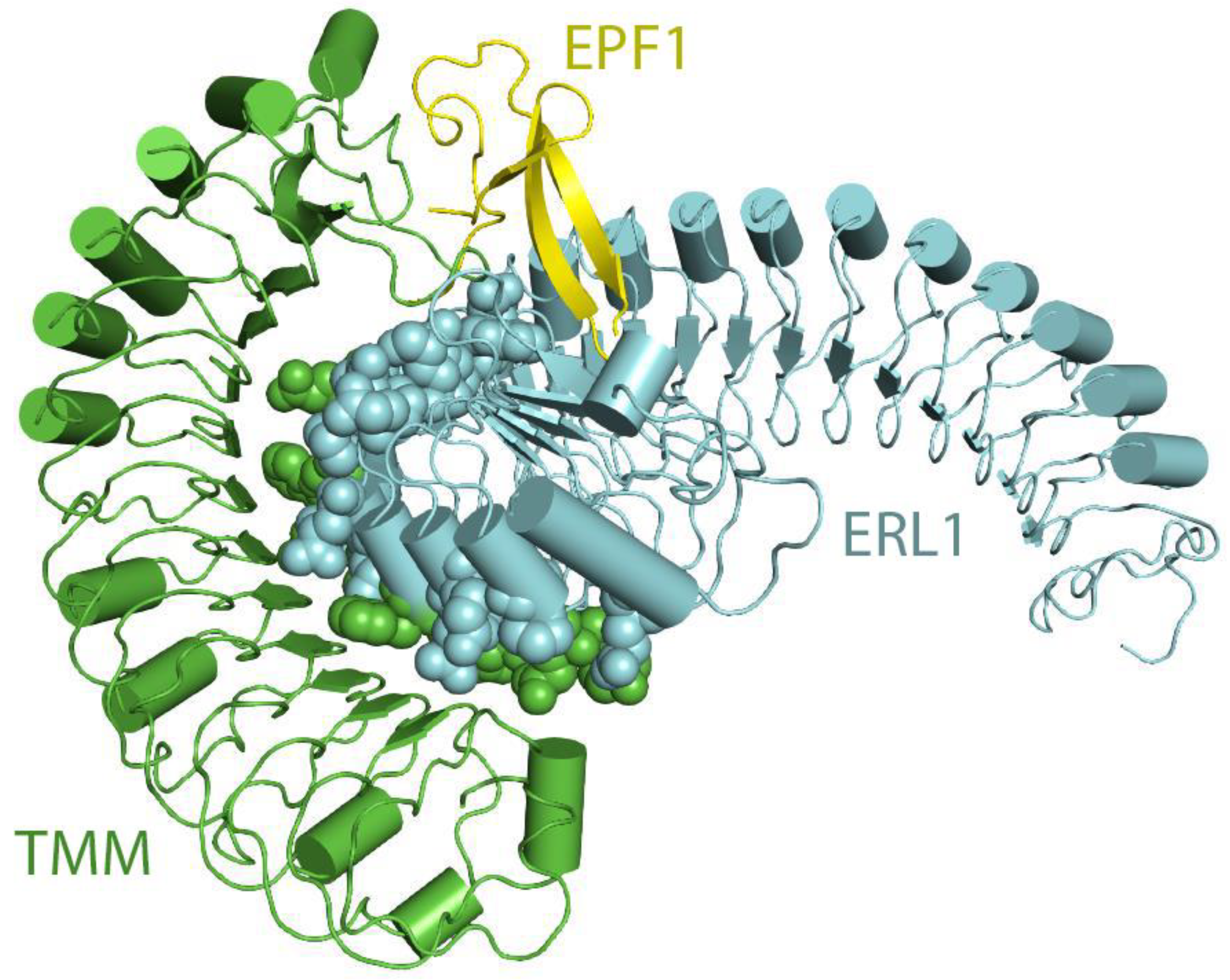 Molecules Free Full Text Plant Leucine Rich Repeat Receptor Kinase