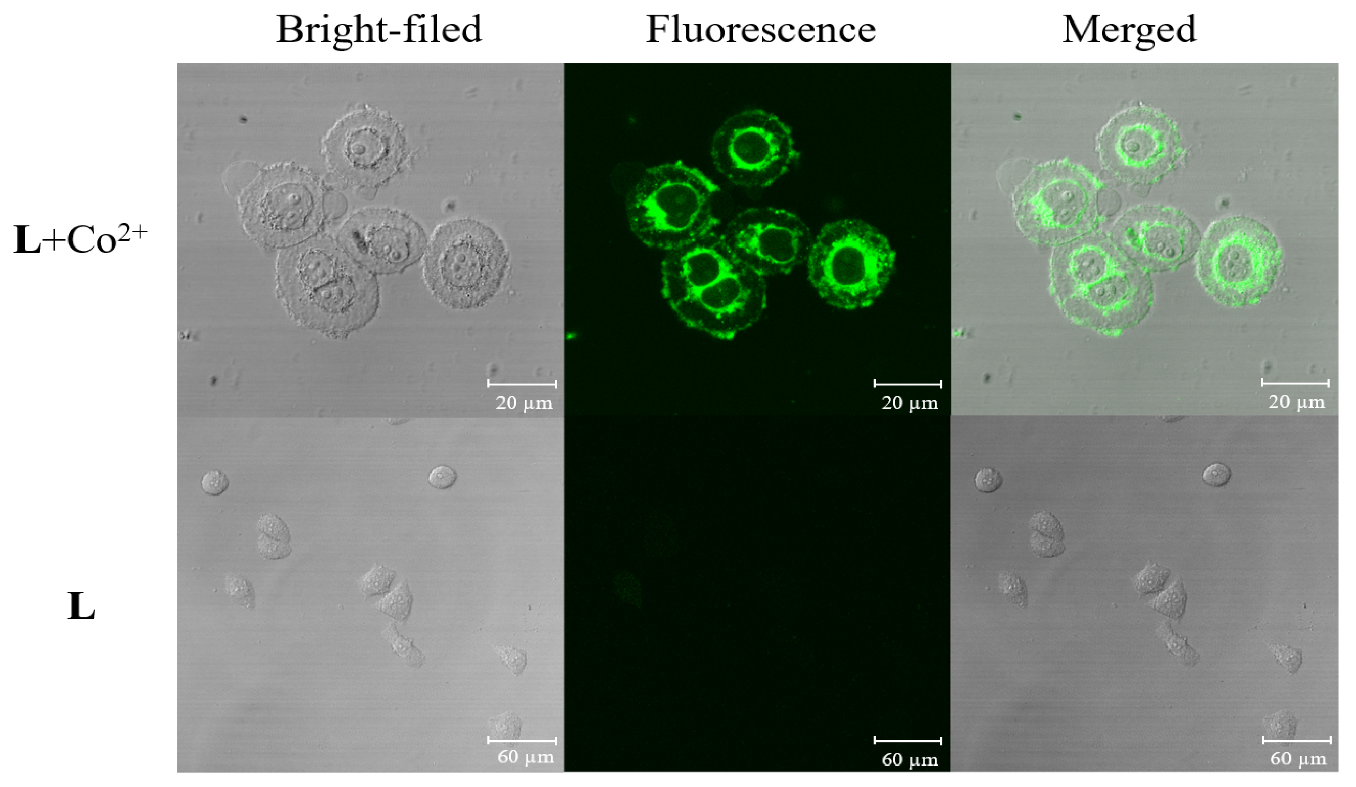 Molecules 24 03093 g011