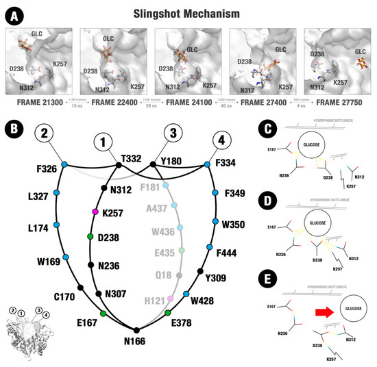 Molecules Free Full Text Molecular Dynamics Gives New Insights Into The Glucose Tolerance And Inhibition Mechanisms On B Glucosidases Html