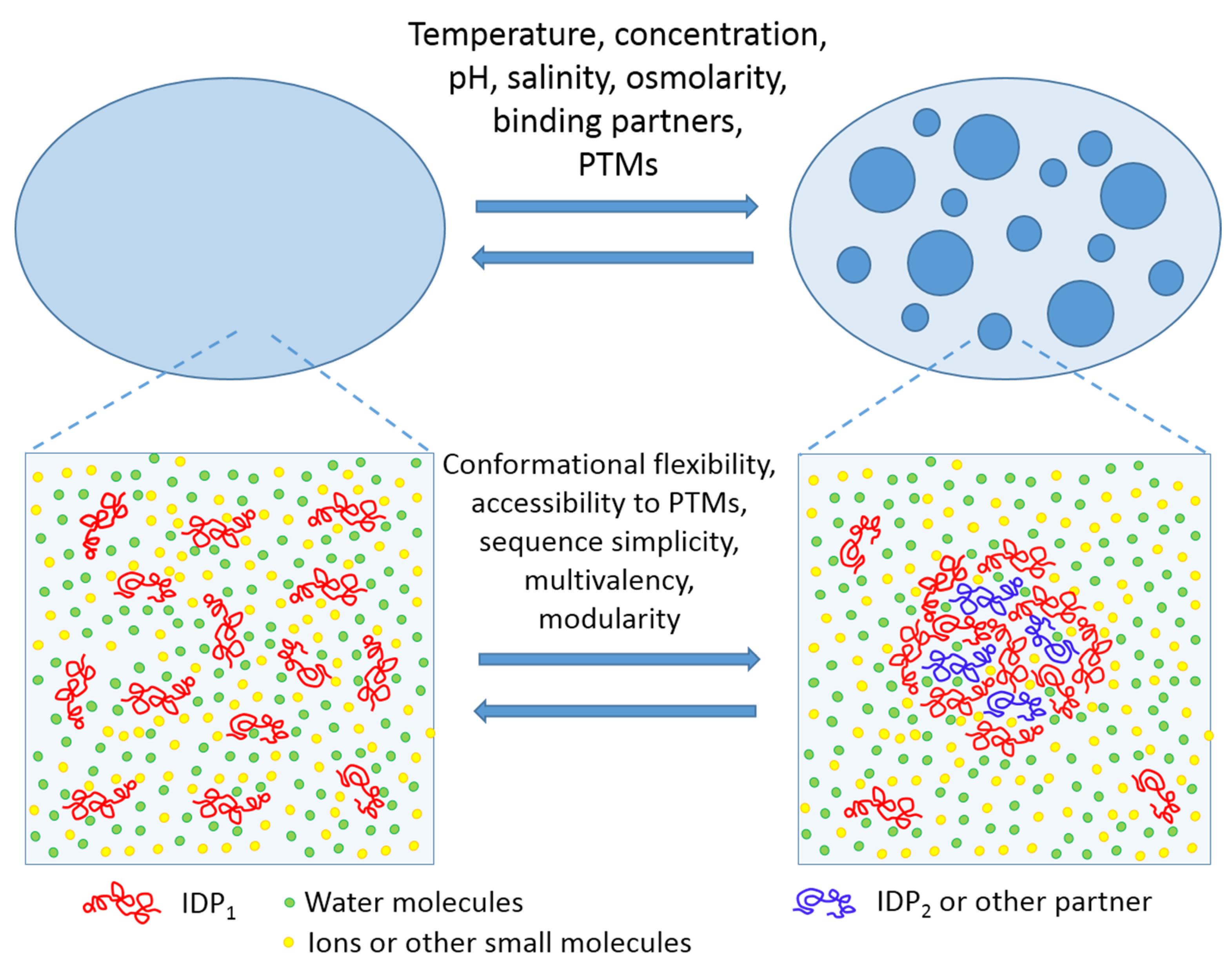 Liquid–liquid phase separation in tumor biology