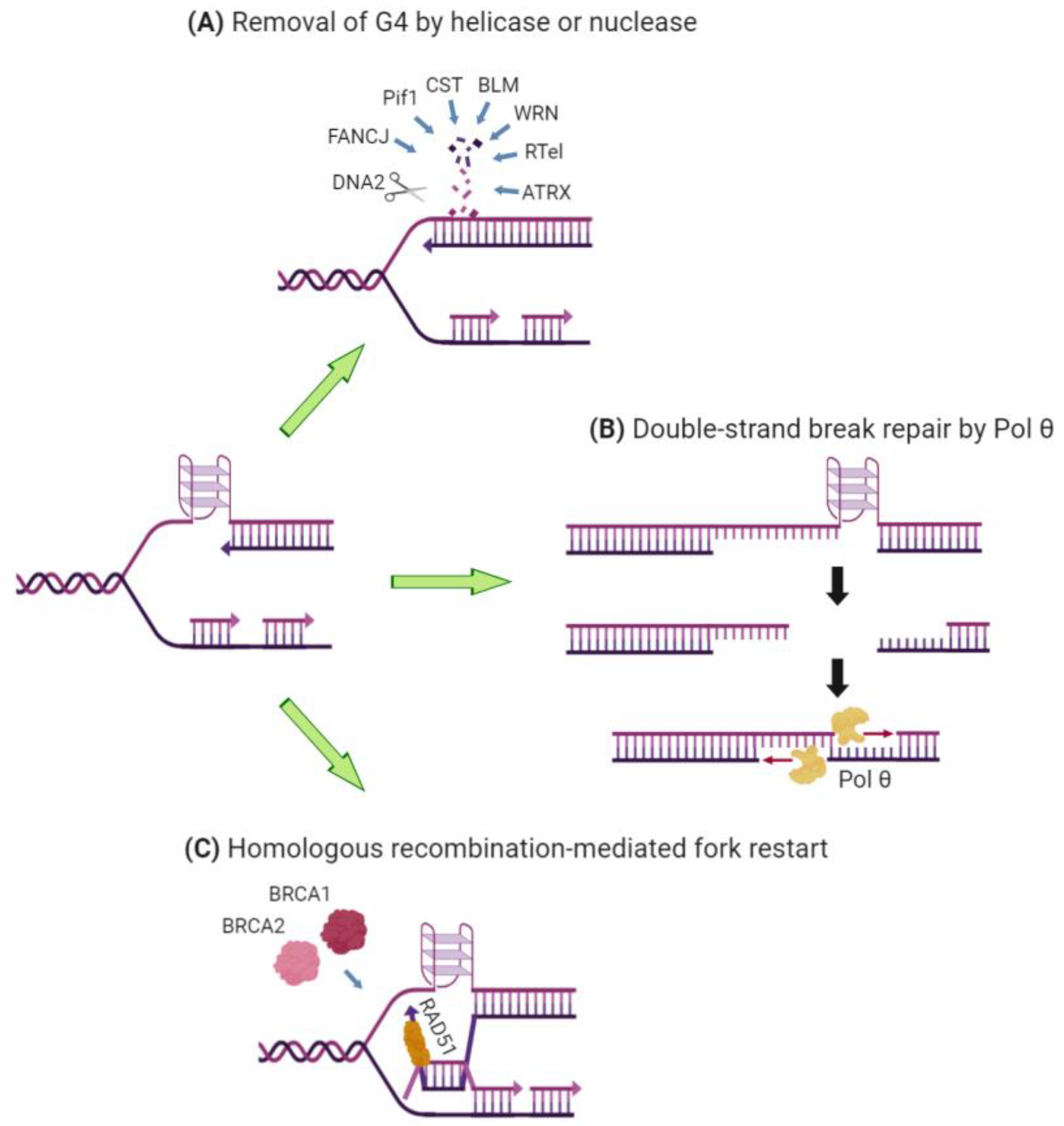 Molecules | Free Full-Text | Mechanisms of DNA Replication and Repair:  Insights from the Study of G-Quadruplexes