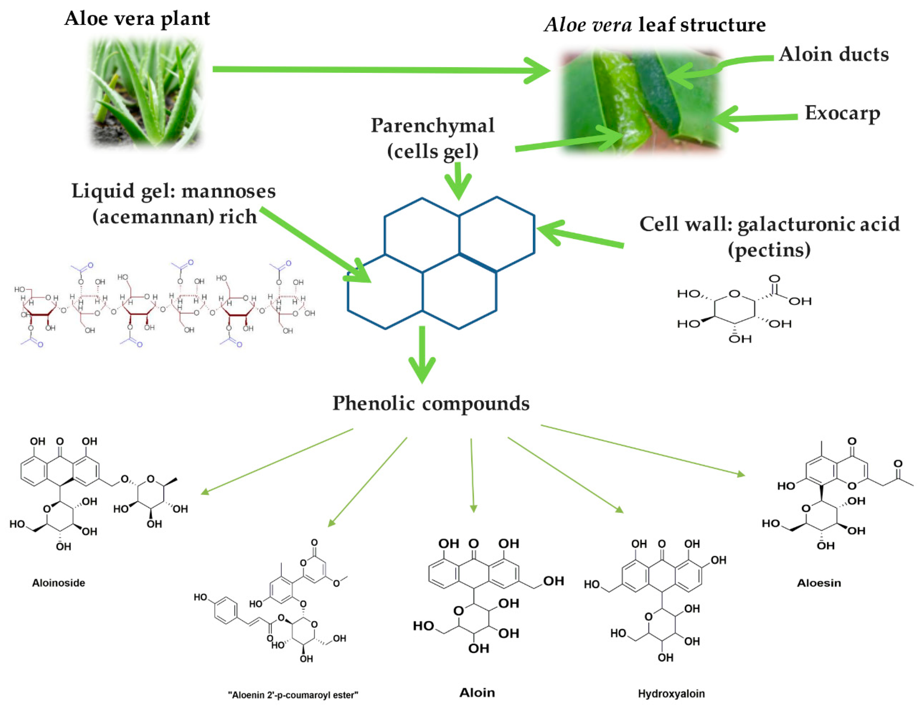 Molecules | Free Full-Text | In vitro Fermentation of Polysaccharides from Aloe  vera and the Evaluation of Antioxidant Activity and Production of Short  Chain Fatty Acids | HTML