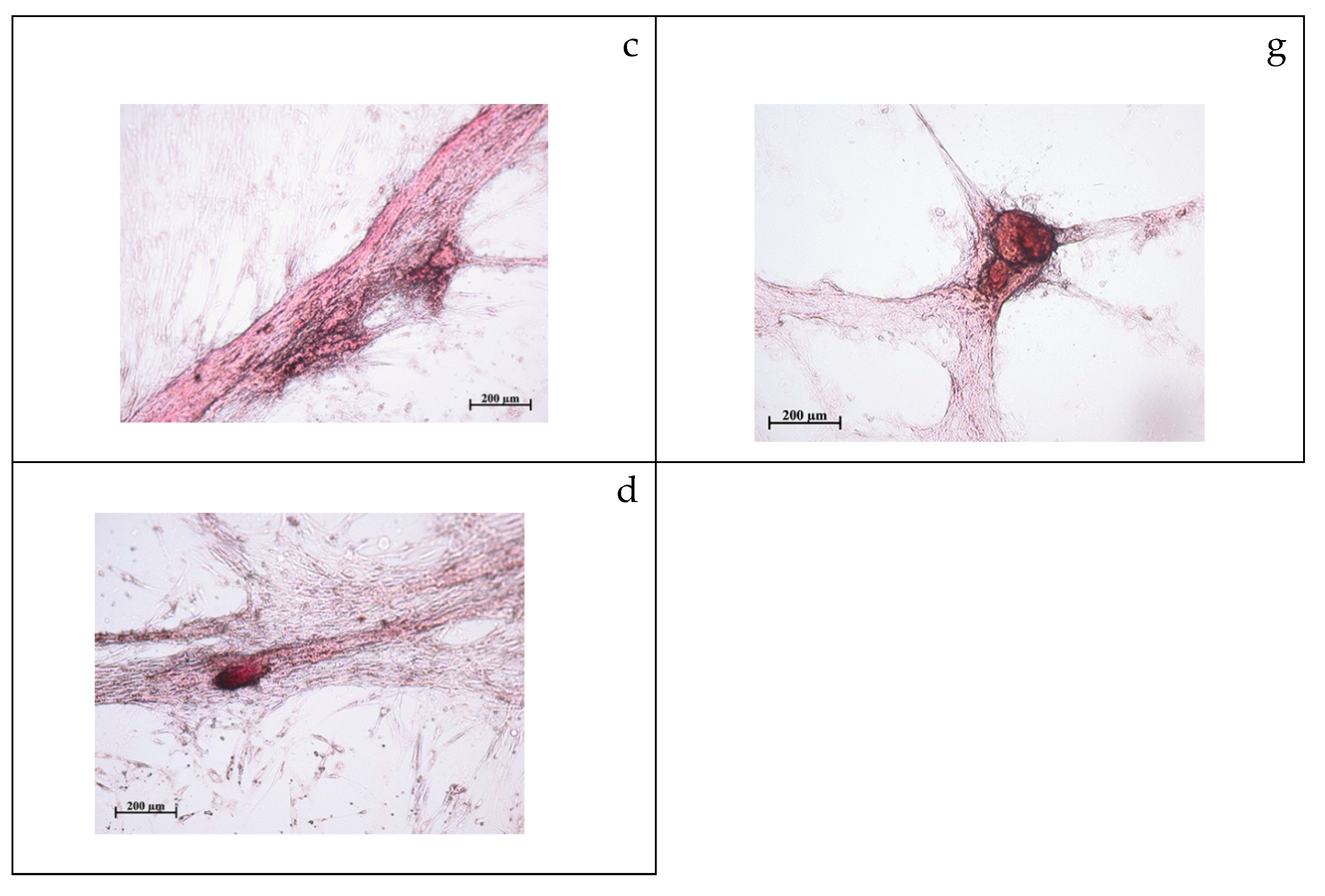Molecules 24 03680 g001b