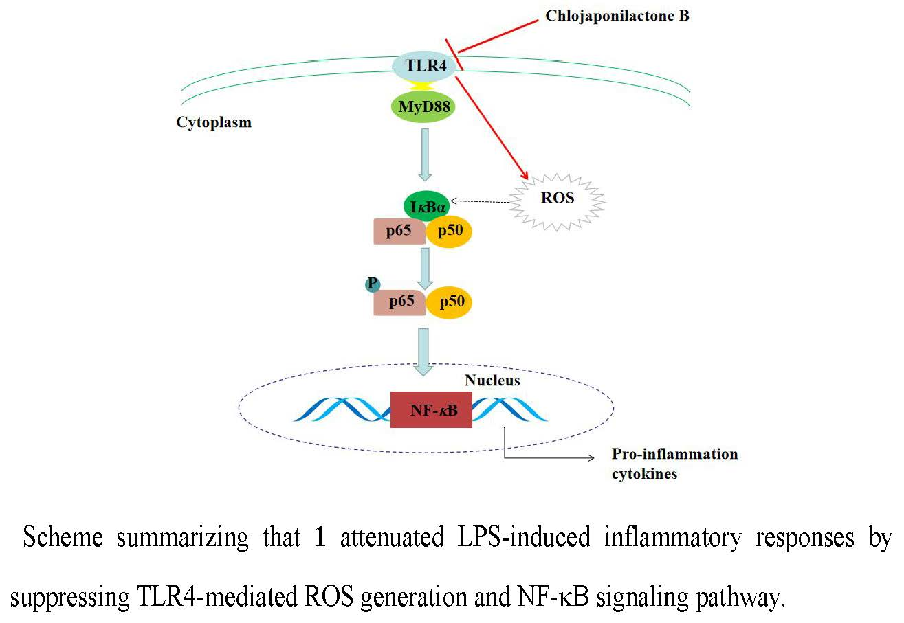 Molecules | Free Full-Text | Chlojaponilactone B Attenuates  Lipopolysaccharide-Induced Inflammatory Responses by Suppressing  TLR4-Mediated ROS Generation and NF-κB Signaling Pathway | HTML