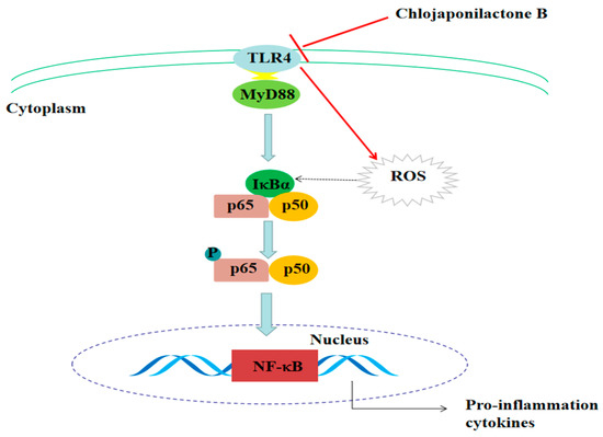 Molecules | Free Full-Text | Chlojaponilactone B Attenuates  Lipopolysaccharide-Induced Inflammatory Responses by Suppressing  TLR4-Mediated ROS Generation and NF-κB Signaling Pathway