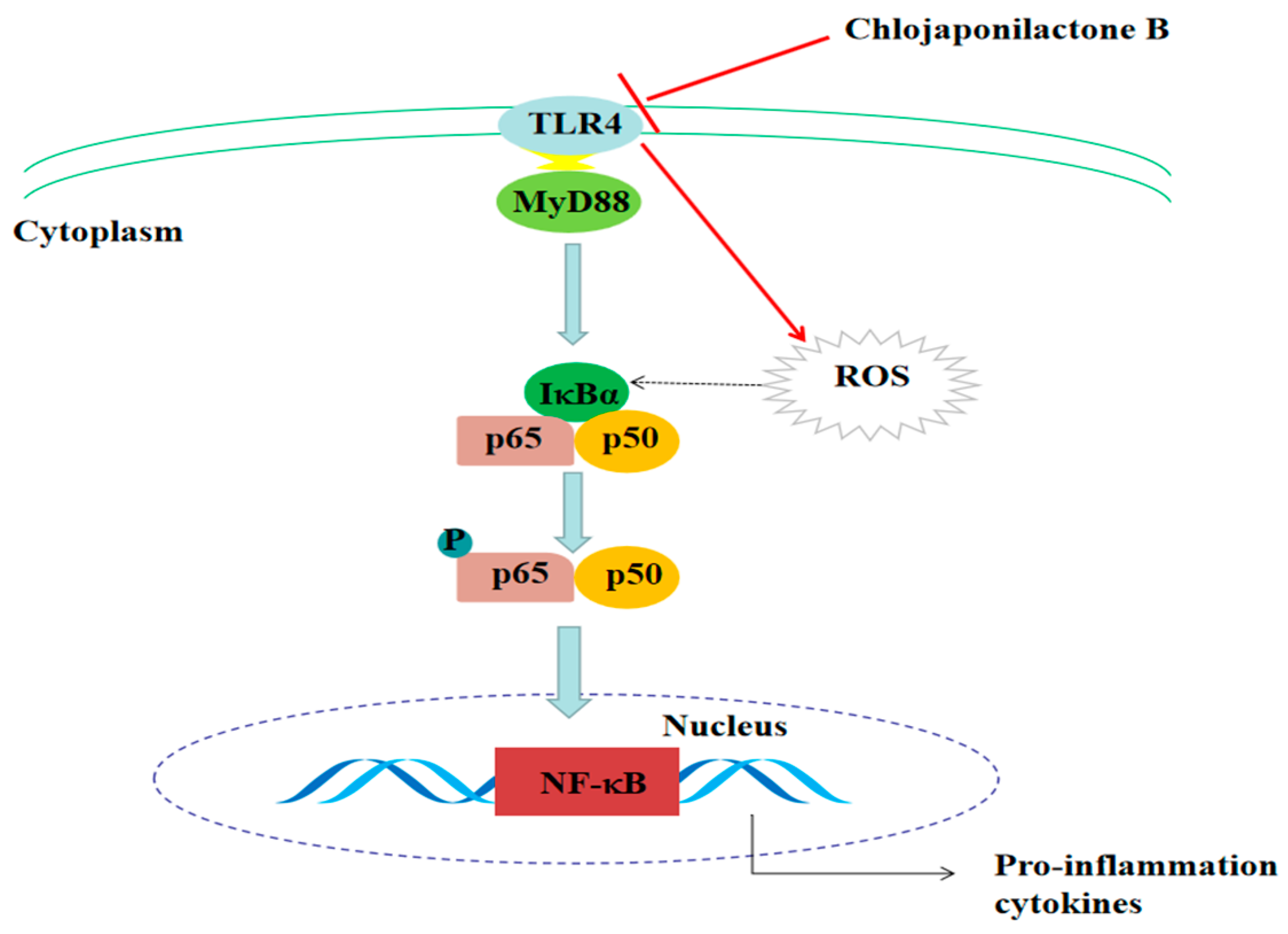Molecules | Free Full-Text | Chlojaponilactone B Attenuates  Lipopolysaccharide-Induced Inflammatory Responses by Suppressing  TLR4-Mediated ROS Generation and NF-κB Signaling Pathway