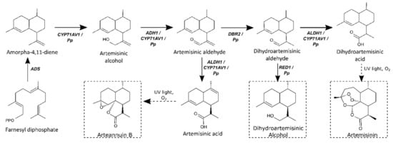 Compartmentalized Metabolic Engineering for Artemisinin