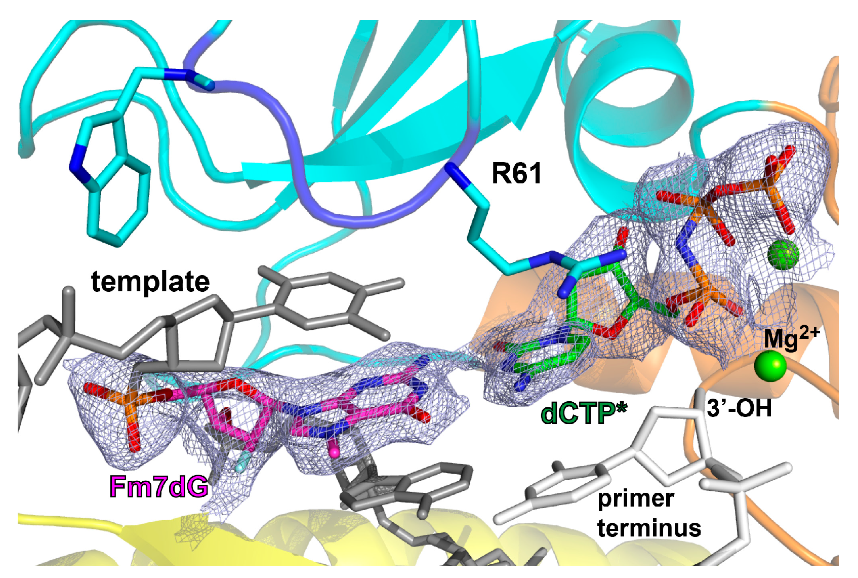 Molecules | Free Full-Text | Bypass of the Major Alkylative DNA Lesion by  Human DNA Polymerase η