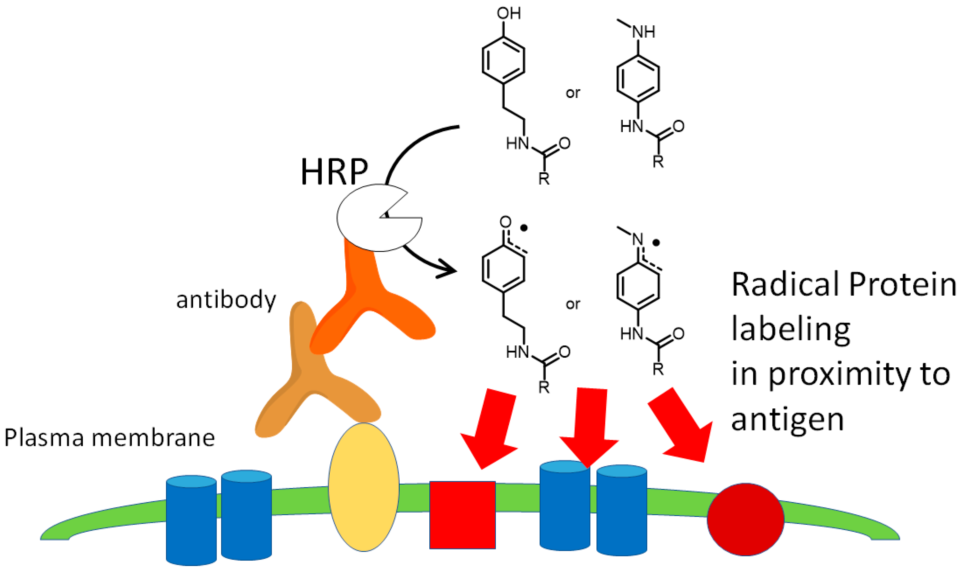 Molecules | Free Full-Text | Protein Chemical Labeling Using Biomimetic  Radical Chemistry | HTML