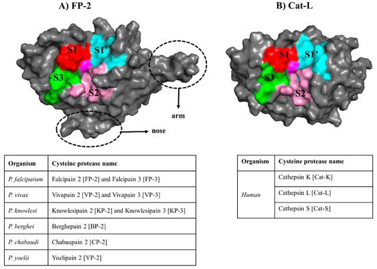 Molecules Free Full Text South African Abietane Diterpenoids And Their Analogs As Potential Antimalarials Novel Insights From Hybrid Computational Approaches Html