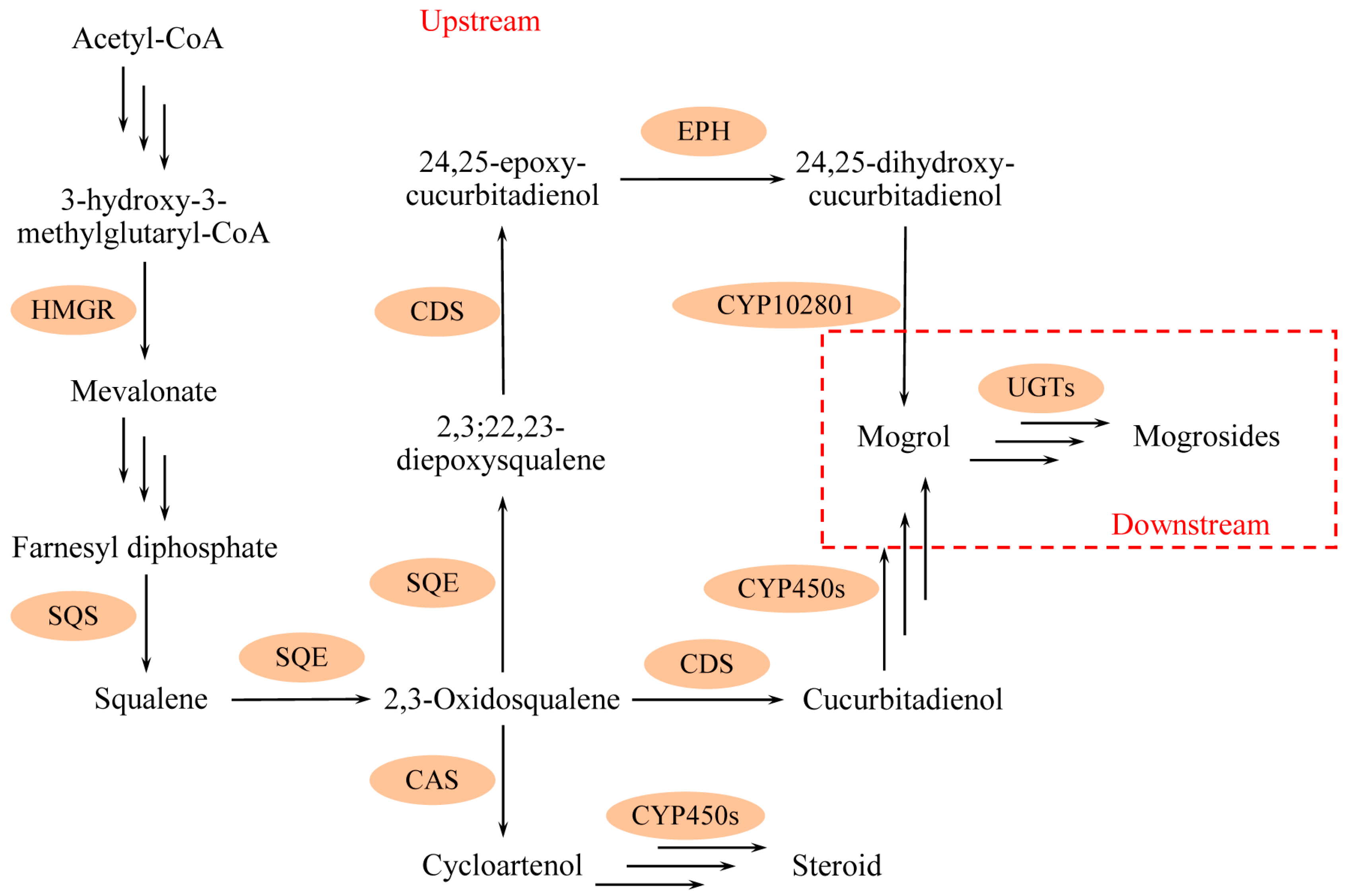 Development of an efficient transient expression system for Siraitia  grosvenorii fruit and functional characterization of two NADPH-cytochrome  P450 reductases - ScienceDirect