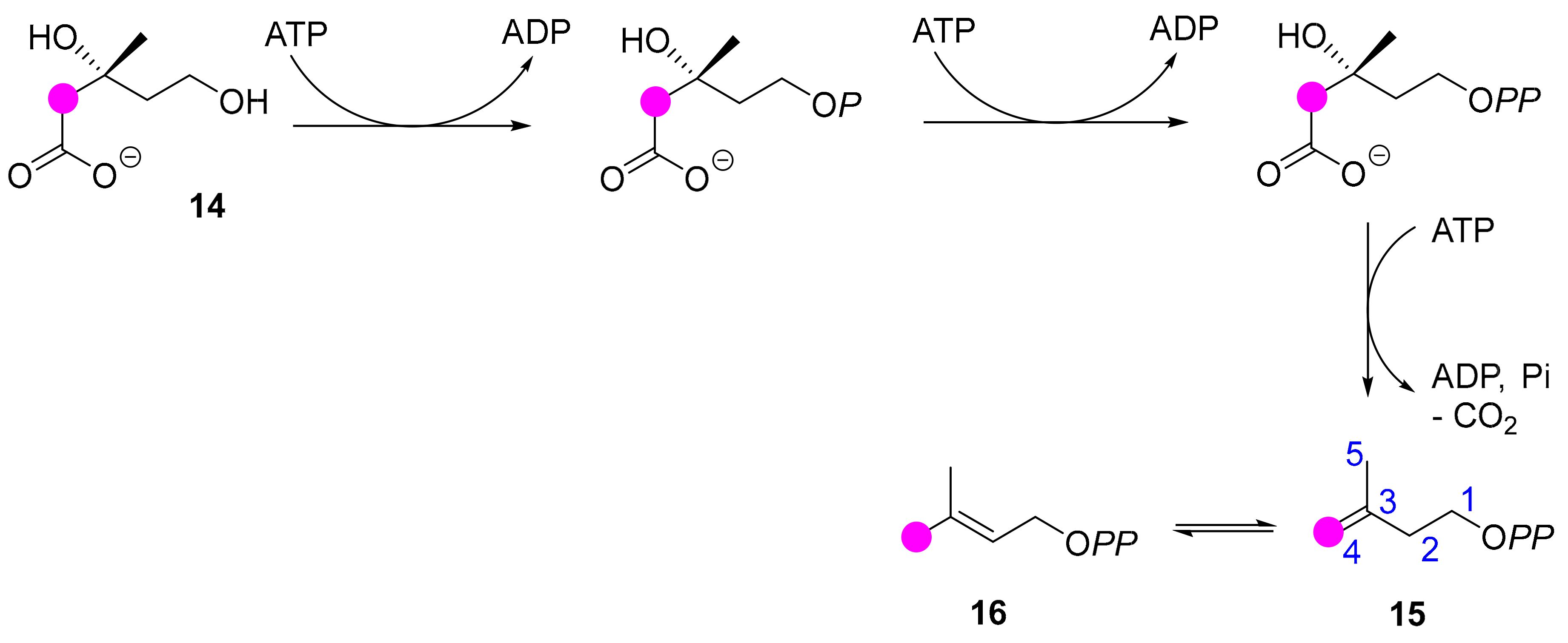 Molecules 24 04322 sch005 Molecules 24 04322 sch005