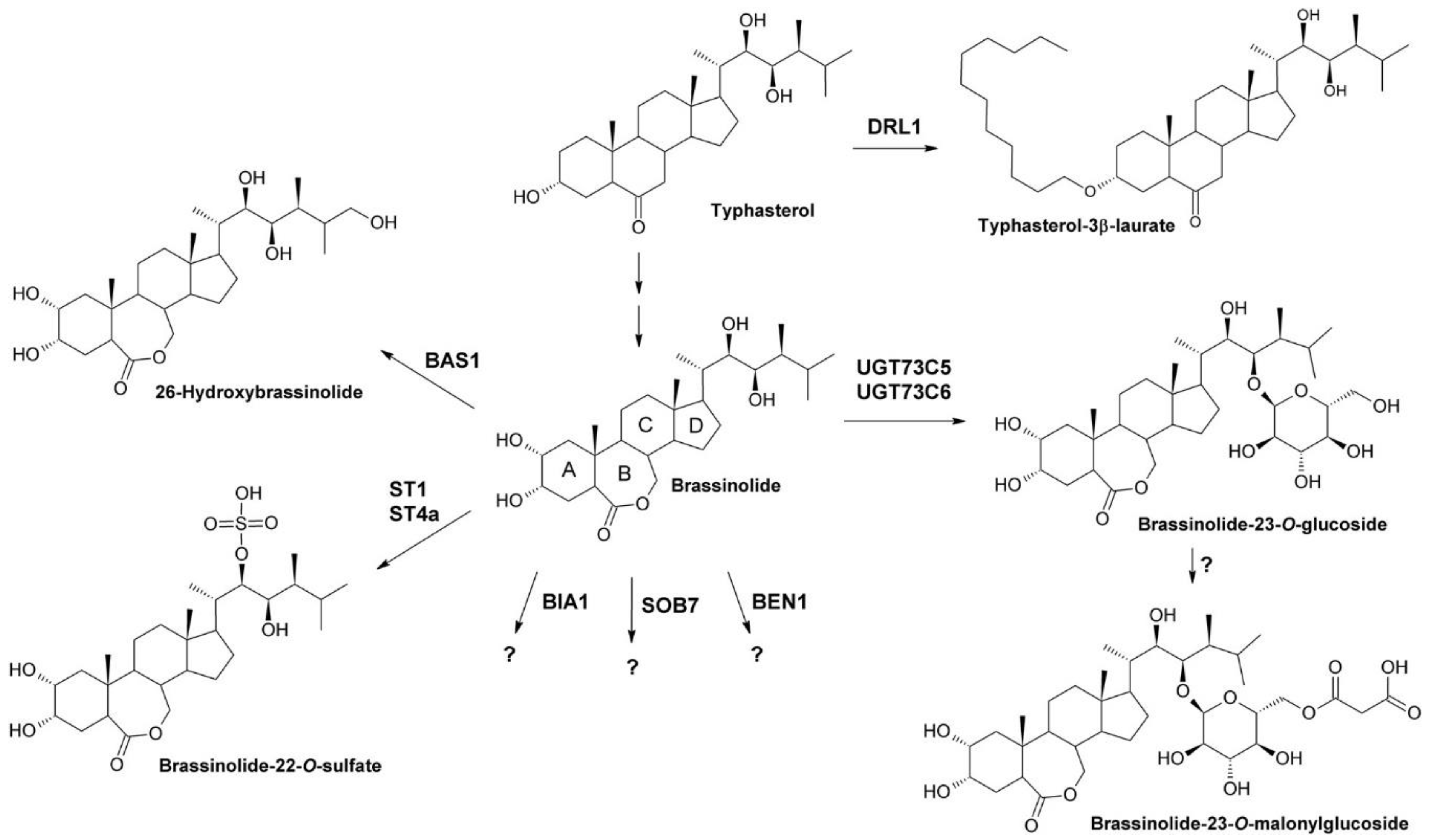 Molecules 24 04372 g002