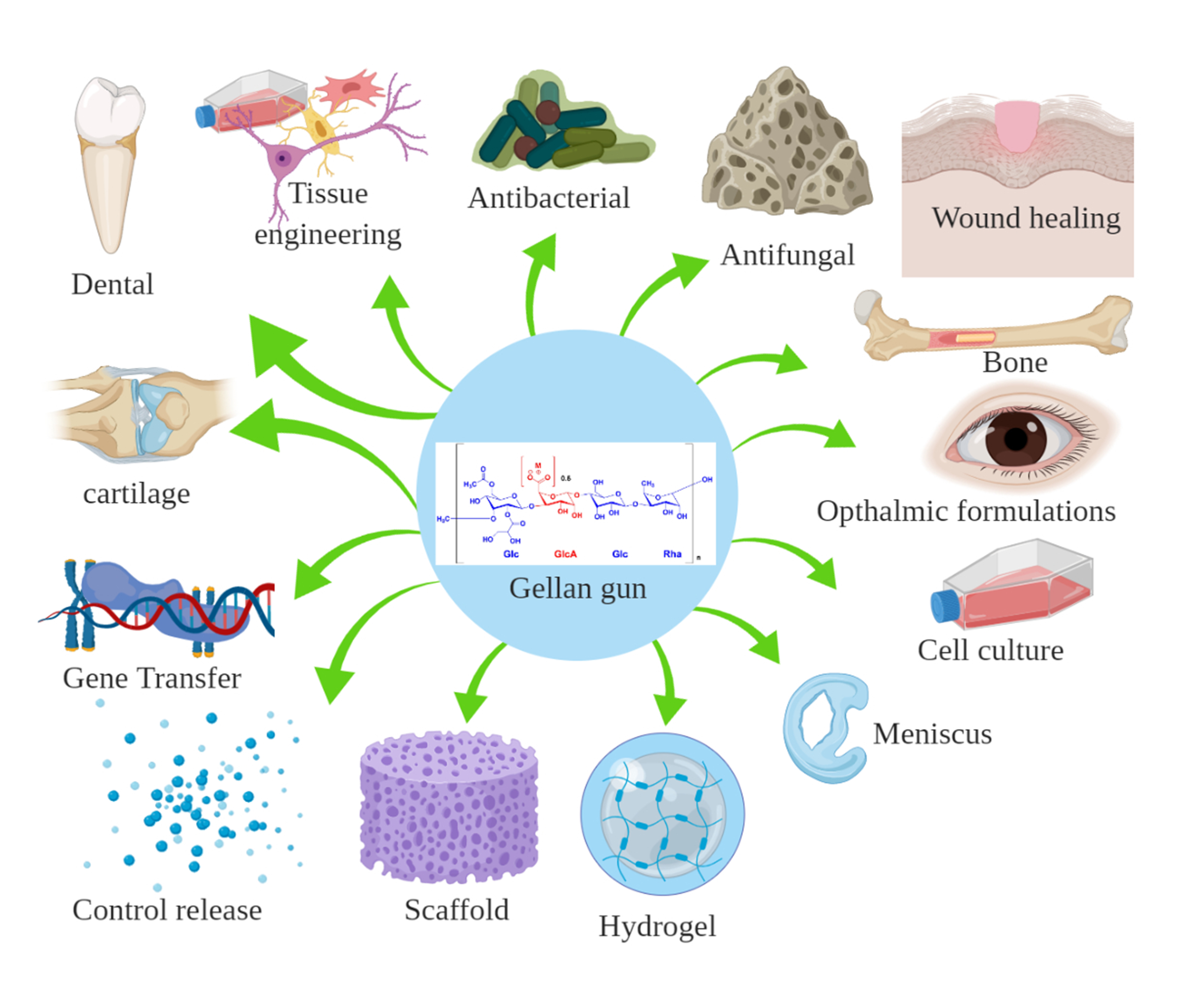 Molecules | Free Full-Text | Biological Role of Gellan Gum in Improving  Scaffold Drug Delivery, Cell Adhesion Properties for Tissue Engineering  Applications | HTML