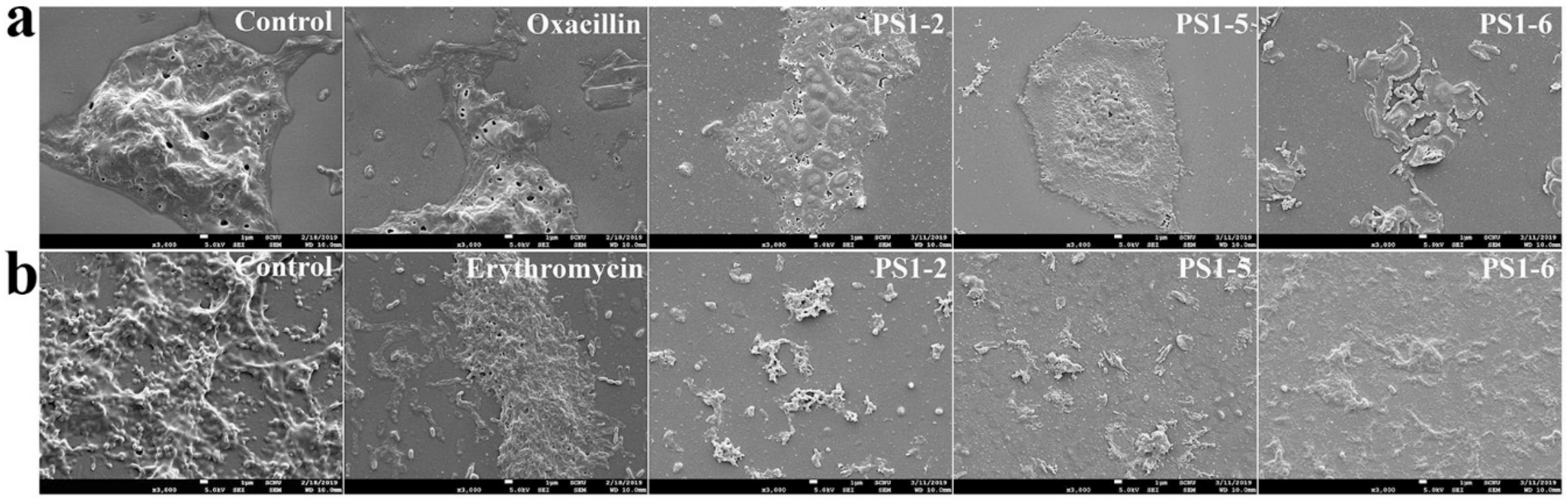 Molecules 24 04560 g005