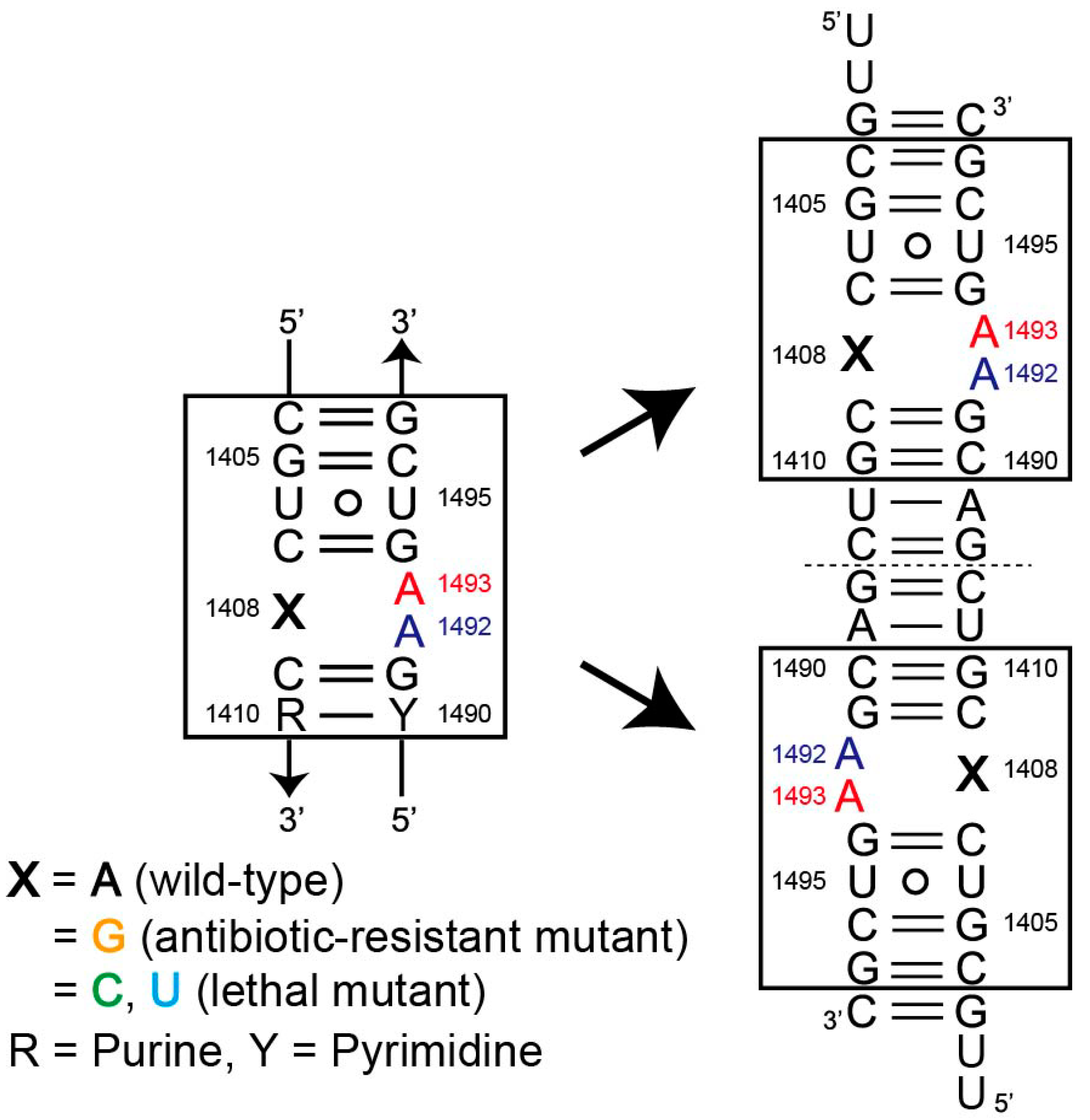 Molecules 25 00159 g001