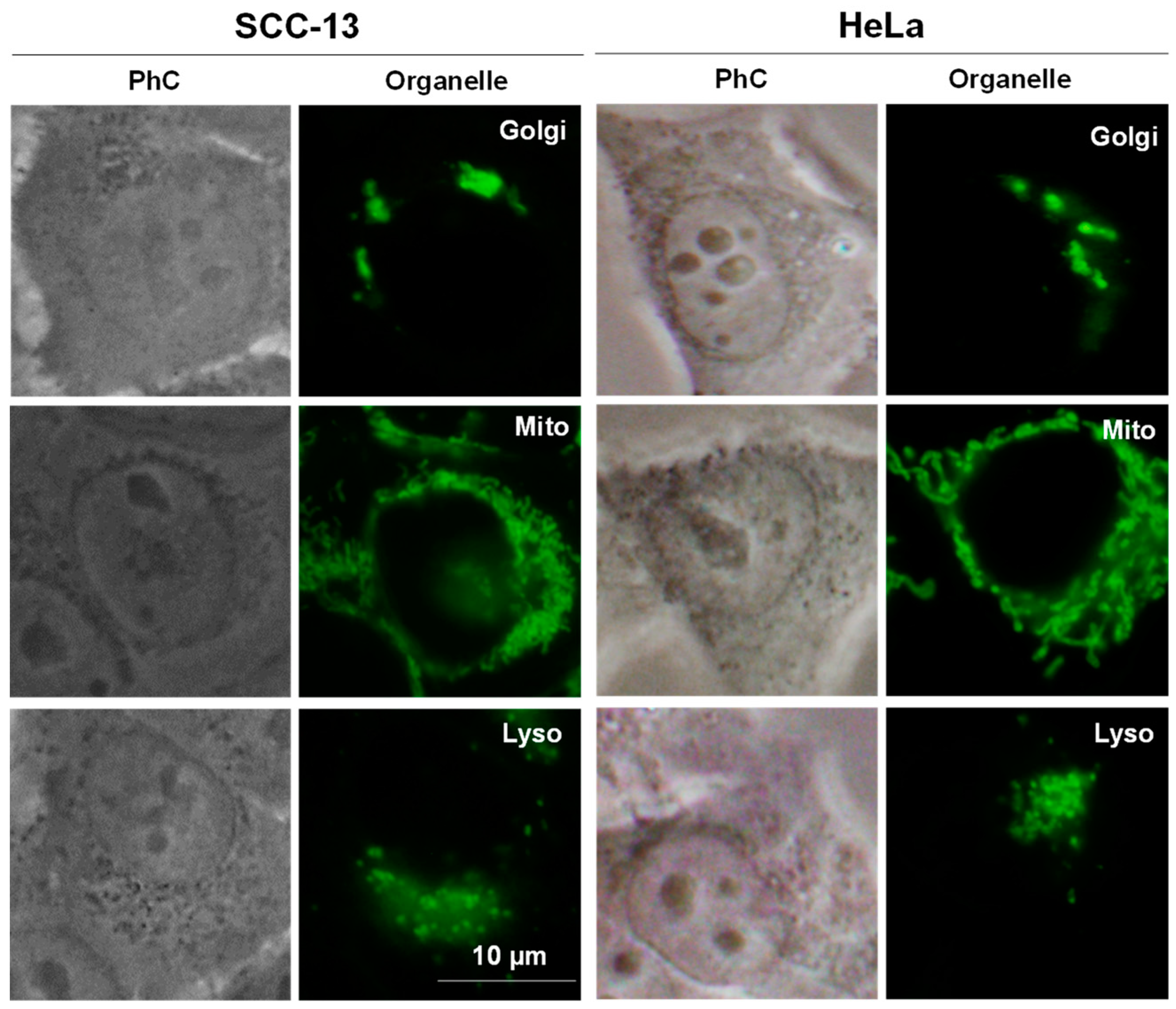 Molecules 25 00213 g0a1 Molecules 25 00213 g0a1