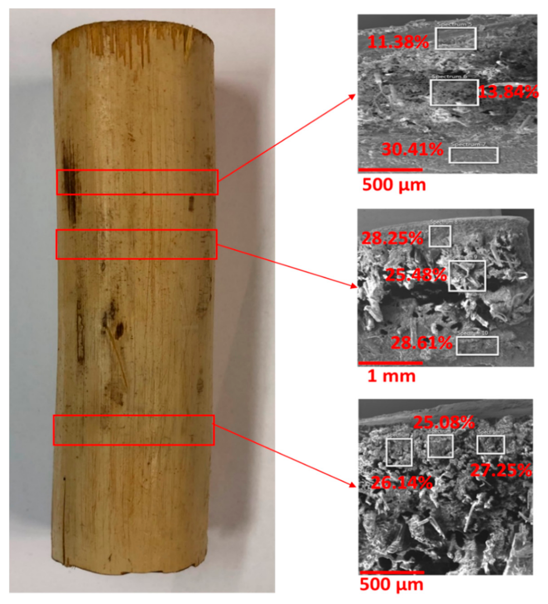 An improved plastination method for strengthening bamboo culms, without  compromising biodegradability
