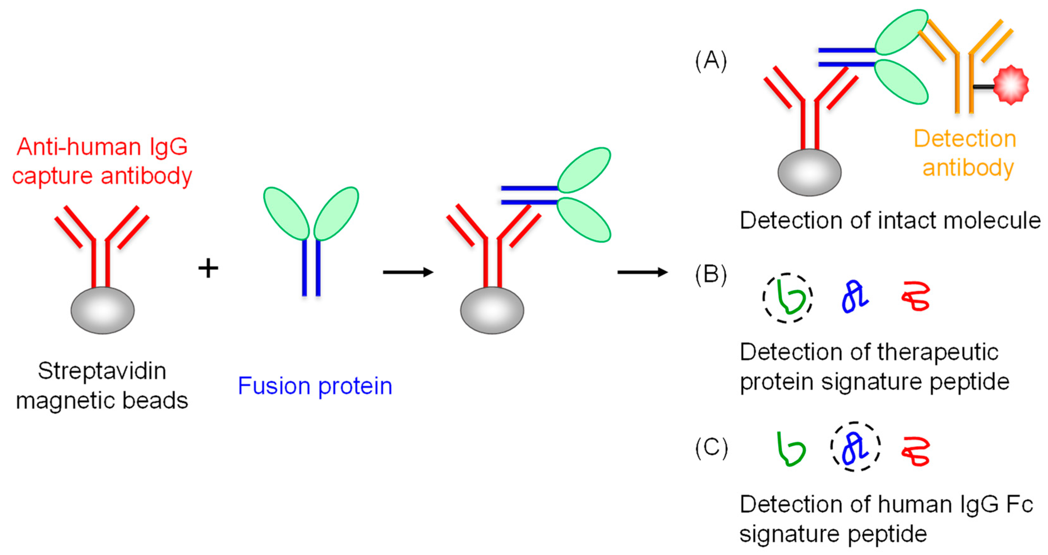 Igg h. Что такое Fusion-белок. Cell based Assay aqp4. Pan-Assay interference Compounds. Rules of Coalescence.