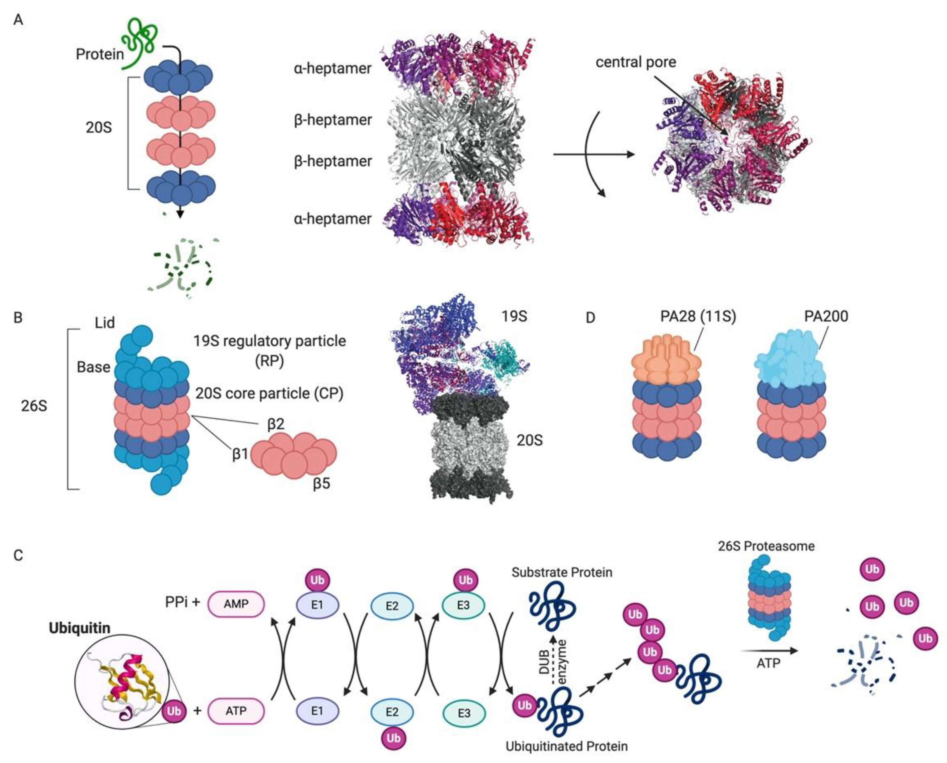 Molecules Free Full Text Proteasome Inhibitors Harnessing Proteostasis To Combat Disease Html