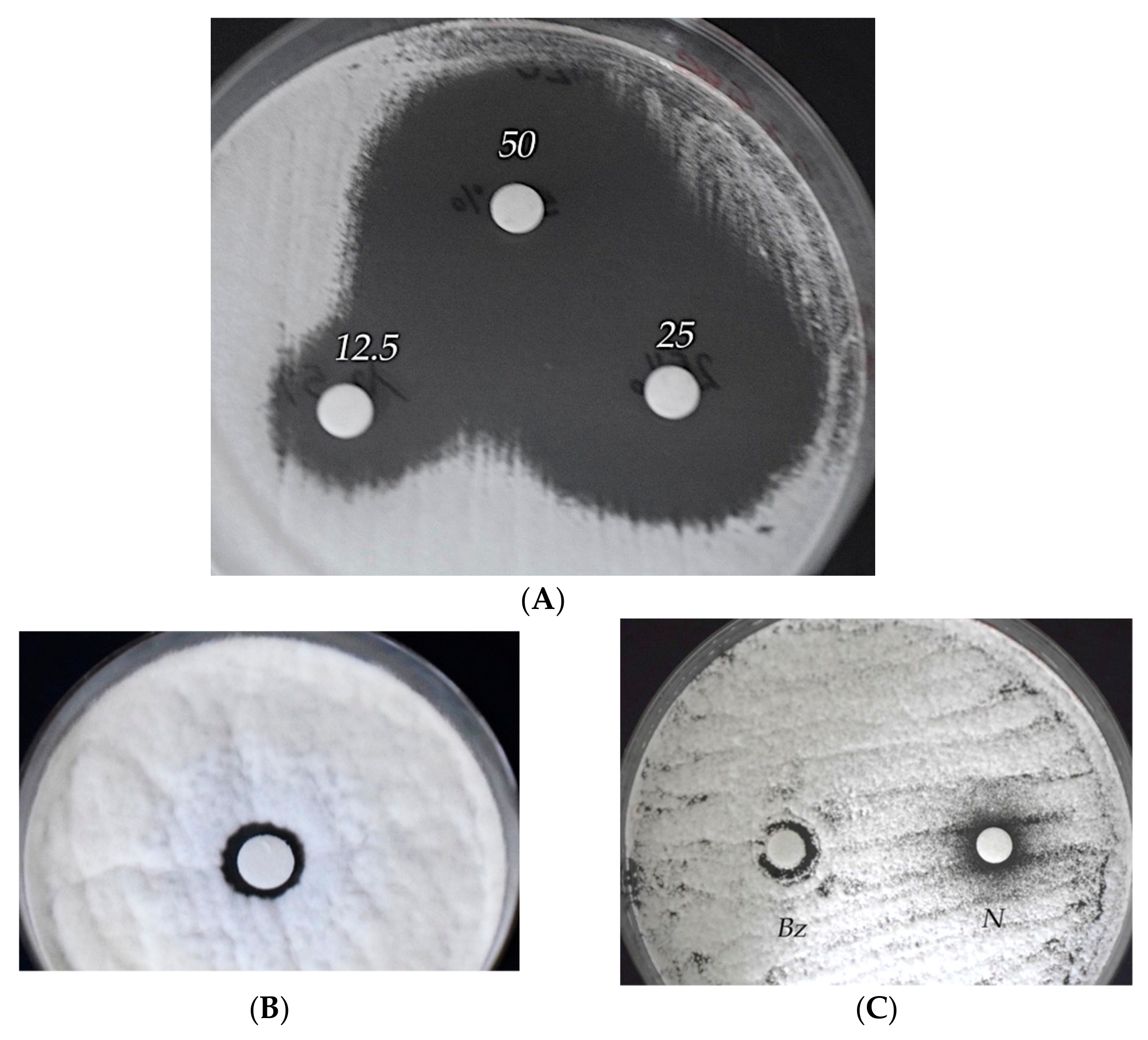 Molecules Free Full Text Essential Oils As Natural Biocides In Conservation Of Cultural Heritage Html