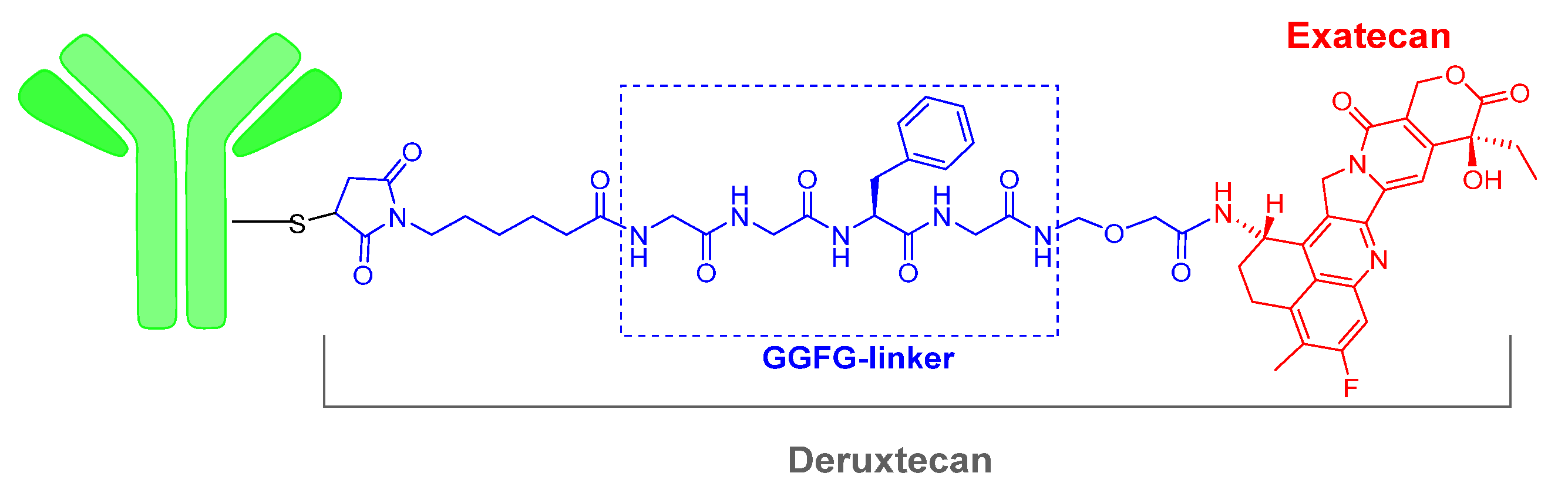 Молекула 25. Трастузумаб дерукстекан. ENHERTU (fam-trastuzumab deruxtecan-NXKI)  фармакология. Трастузумаб дерукстекан trastuzumab deruxtecan, ENHERTU. Энхерту.