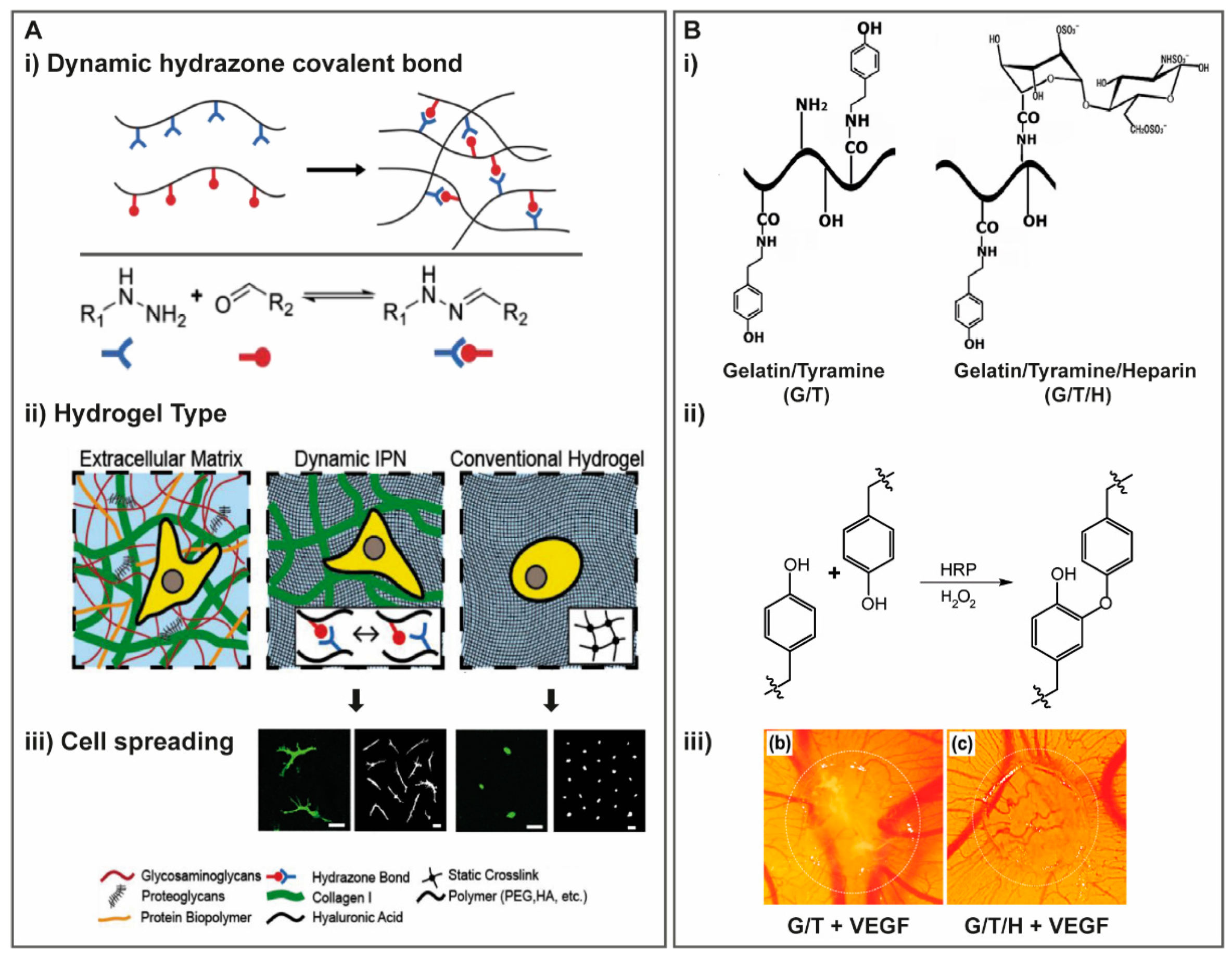 Molecules Free Full Text Glycosaminoglycan Inspired Biomaterials For The Development Of Bioactive Hydrogel Networks Html