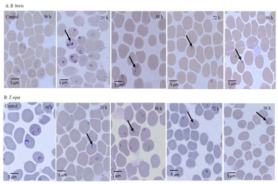 Molecules February 2 2020 Browse Articles Images, Photos, Reviews